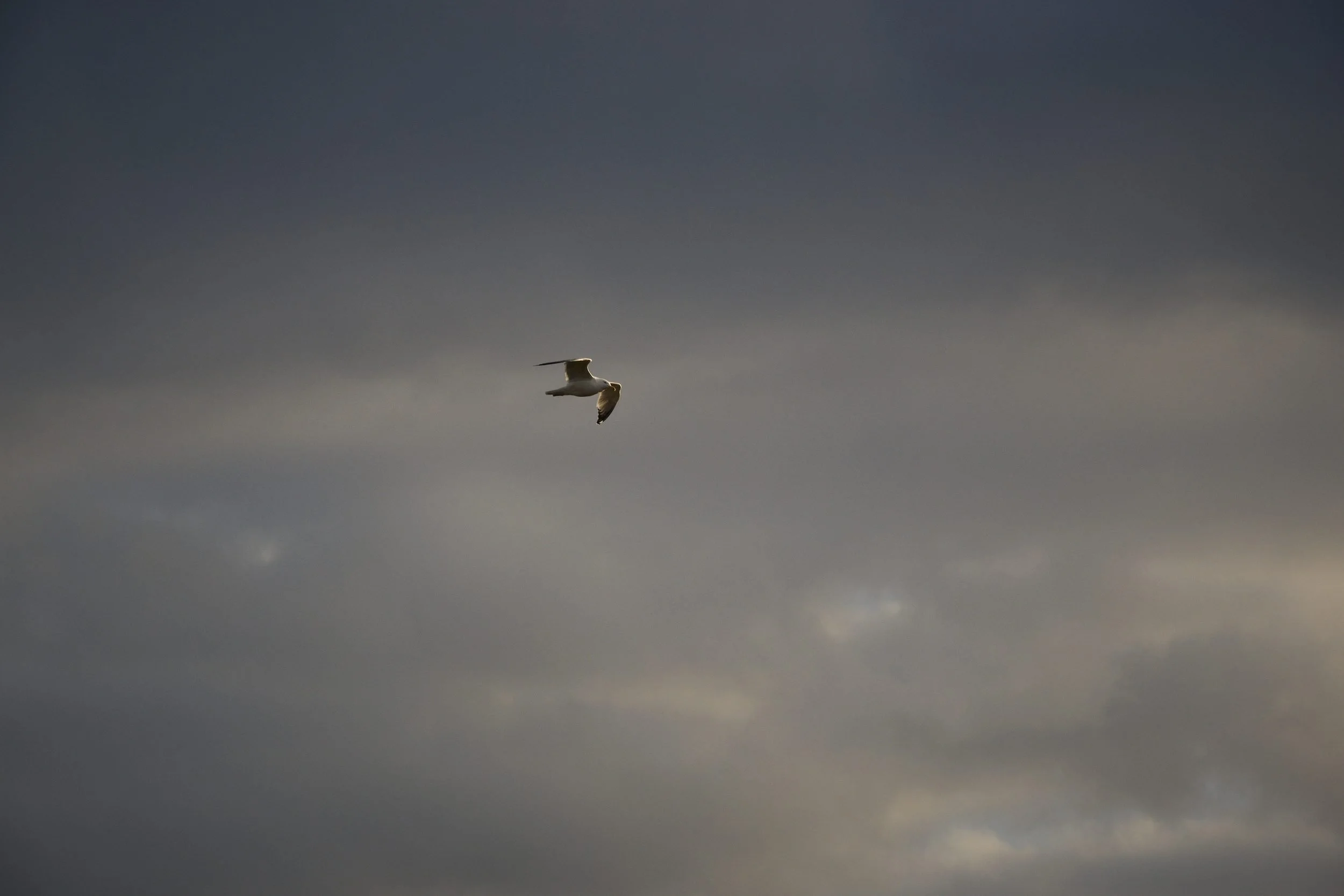 A seabird flies against a gray, cloudy sky.