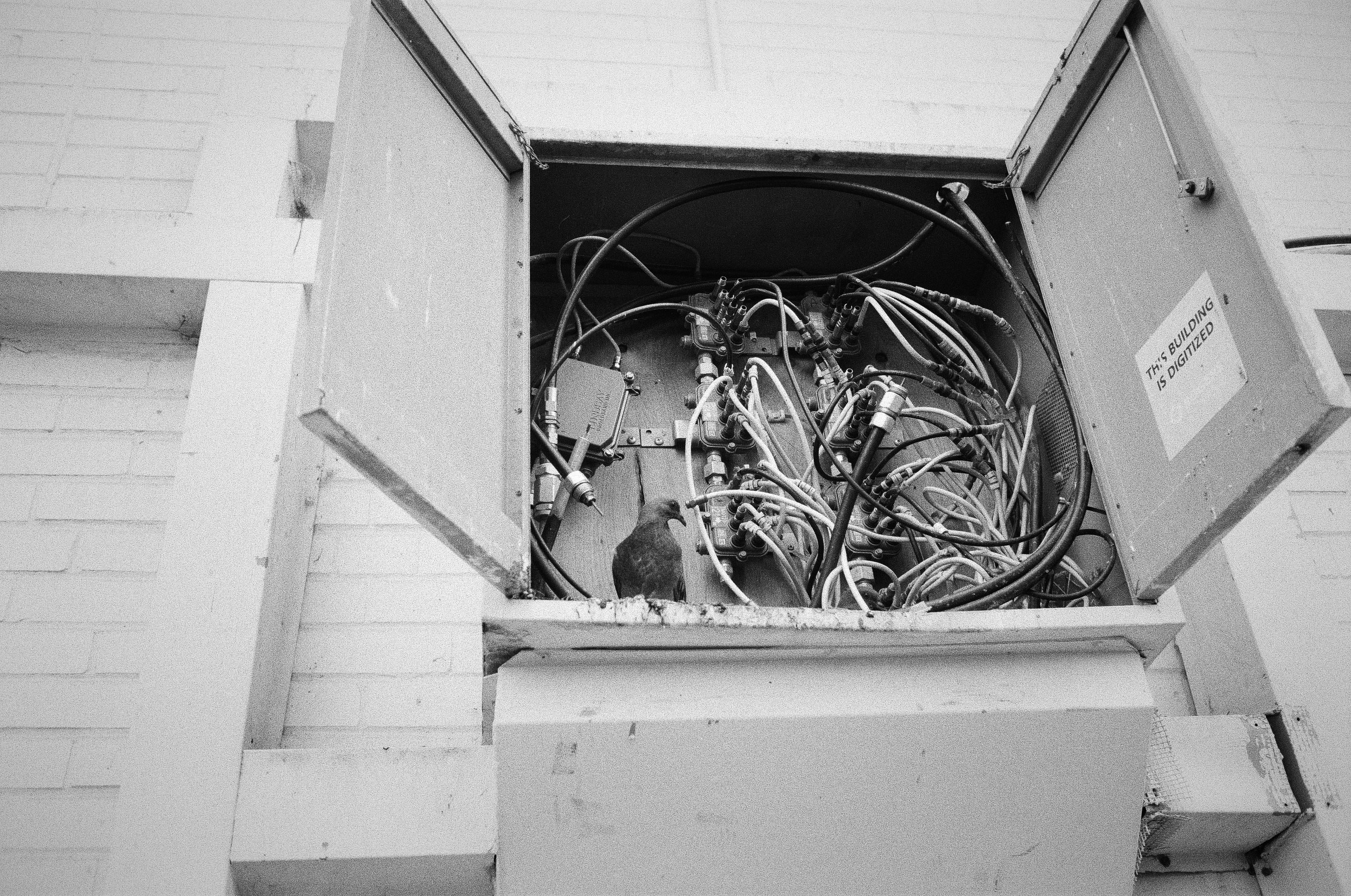 Open cable box and pigeon at Thorncliffe Park housing complex.