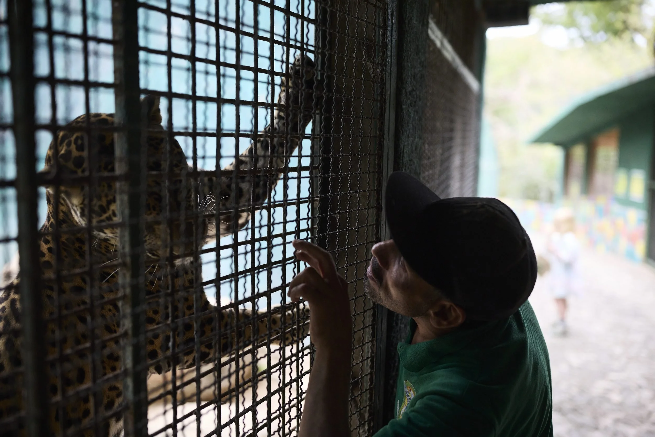 A person in a green shirt and black cap reaches toward a leopard behind mesh fencing at what appears to be a zoo or wildlife facility.