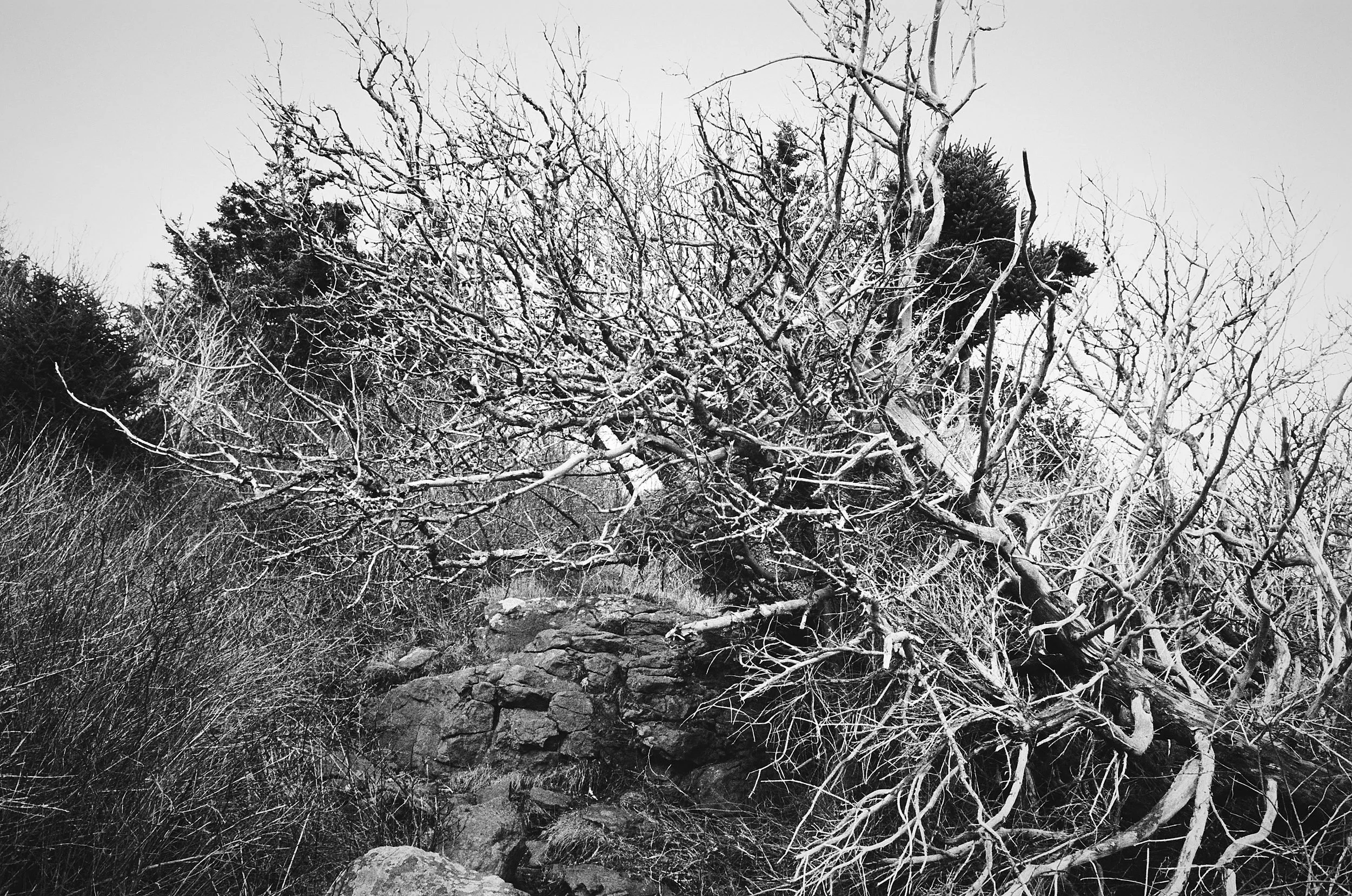 Bare branches and dead vegetation frame a rocky outcrop in a stark black and white landscape.
