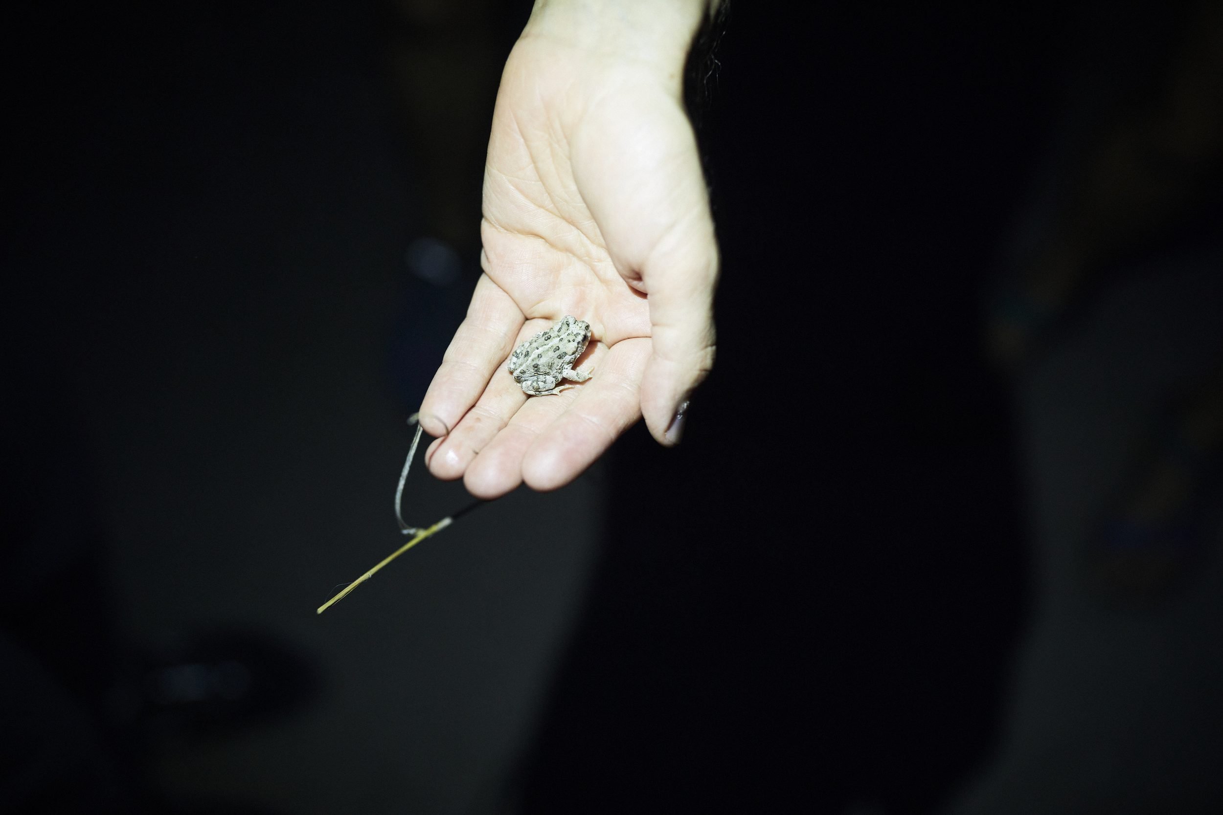 A hand holds a small toad or frog against a dark background.