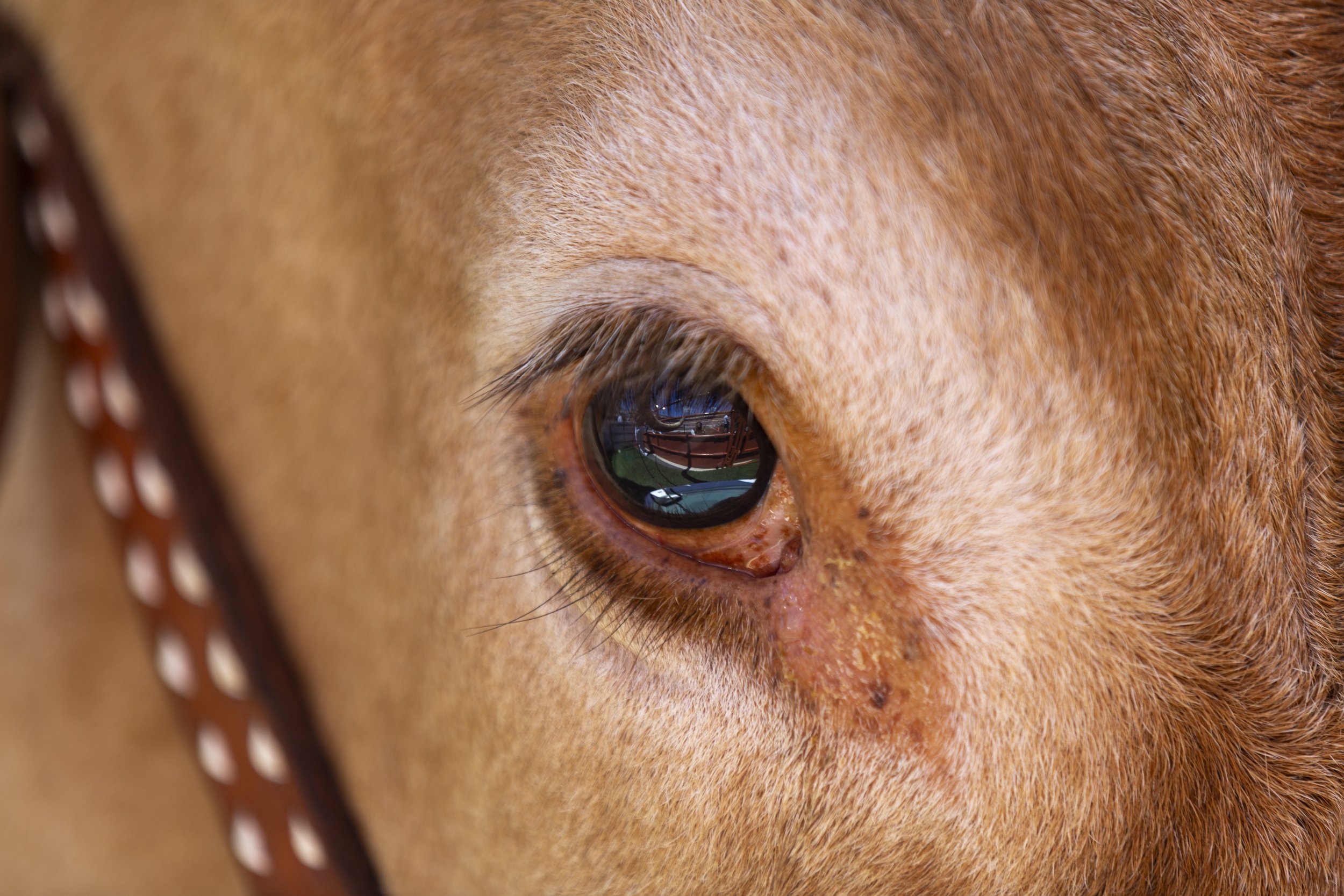 Bevo's eye is pictured through his fence at Darrell K. Royal Memorial Stadium ahead of the Texas Longhorns football season opener against Texas State on Sept. 5, 2026.