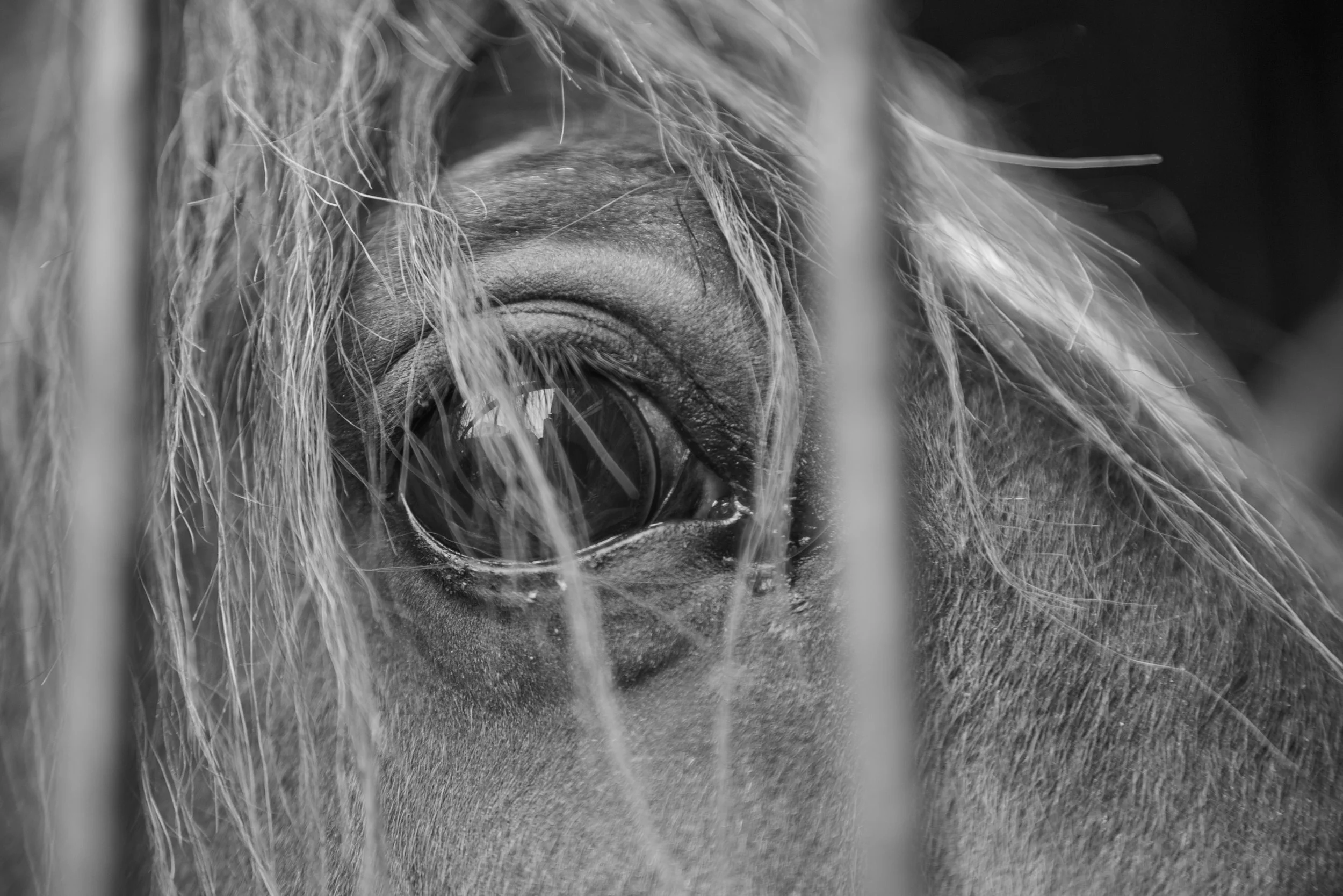 A horse presses its eye against the bars of its stable in Spitalfields, Dublin, Ireland, on Monday, May 18, 2026.