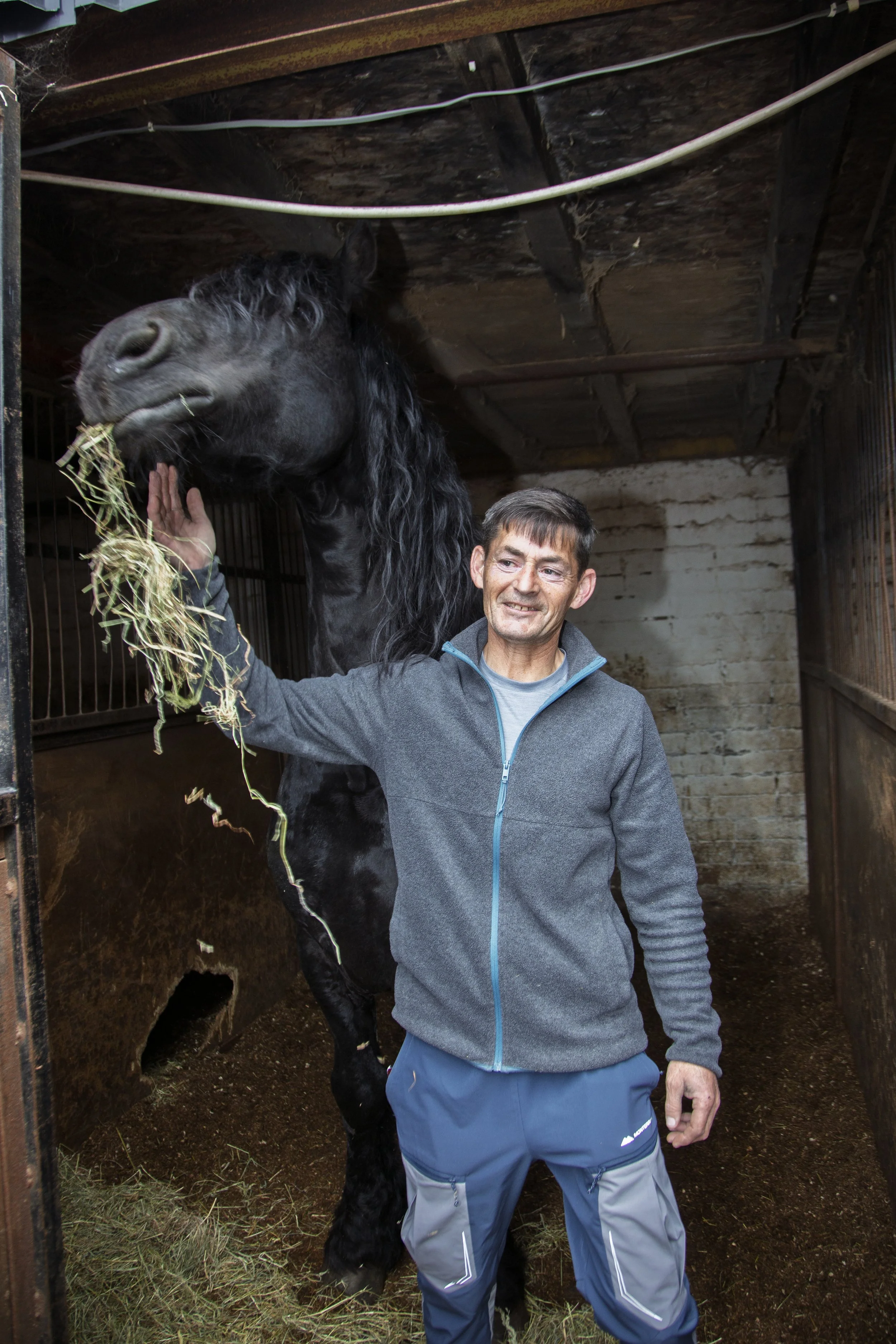 Mark O'Dwyer reaches for his horse to pose for a portrait in the family Spitalfield stables on Monday, May 18, 2026. The O'Dwyer family has a family horse business, and provide horse-drawn carriage services for funerals, birthdays, tourism and more.