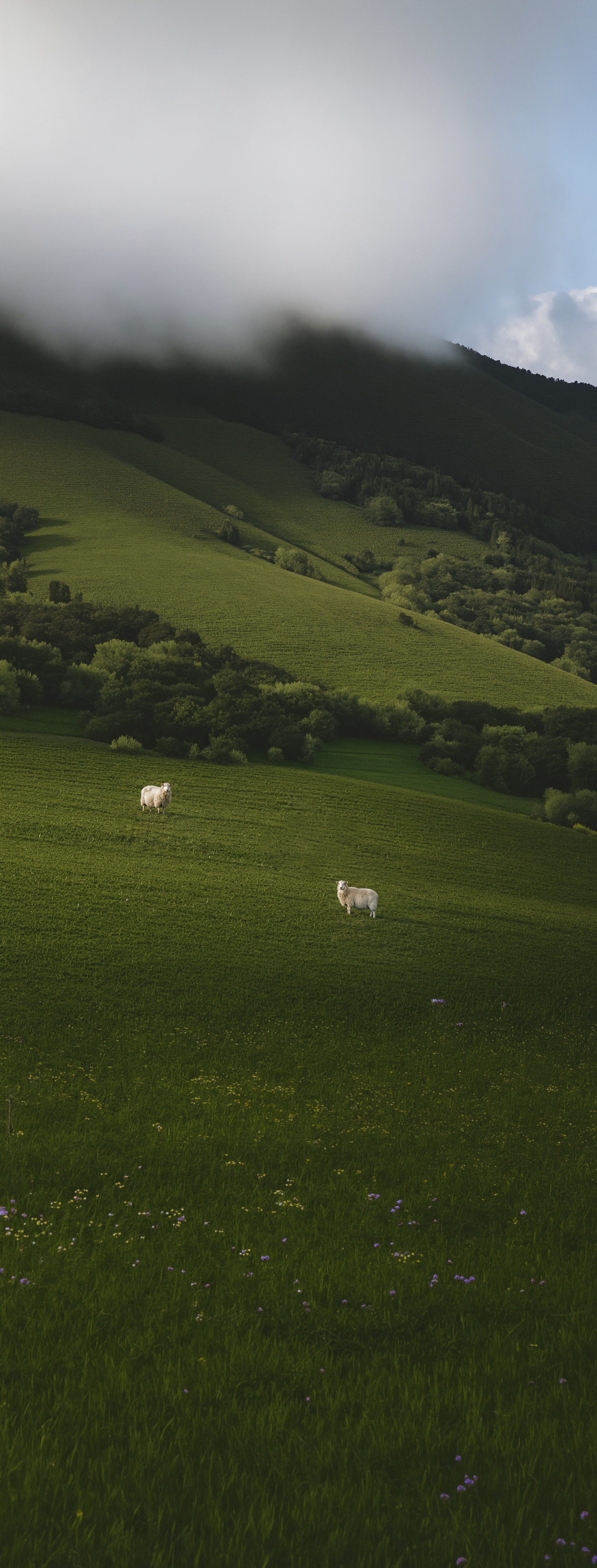 Green hillside with two sheep grazing, dark mountain with clouds in background.