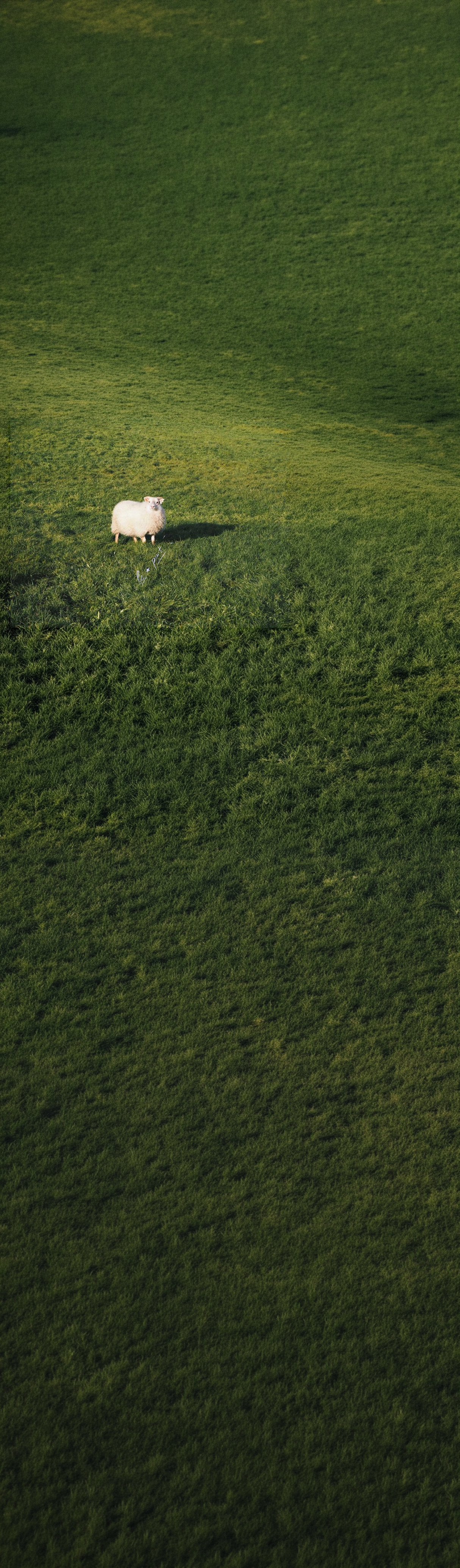 A white sheep standing on green grass in a lush, rolling meadow under a clear sky.