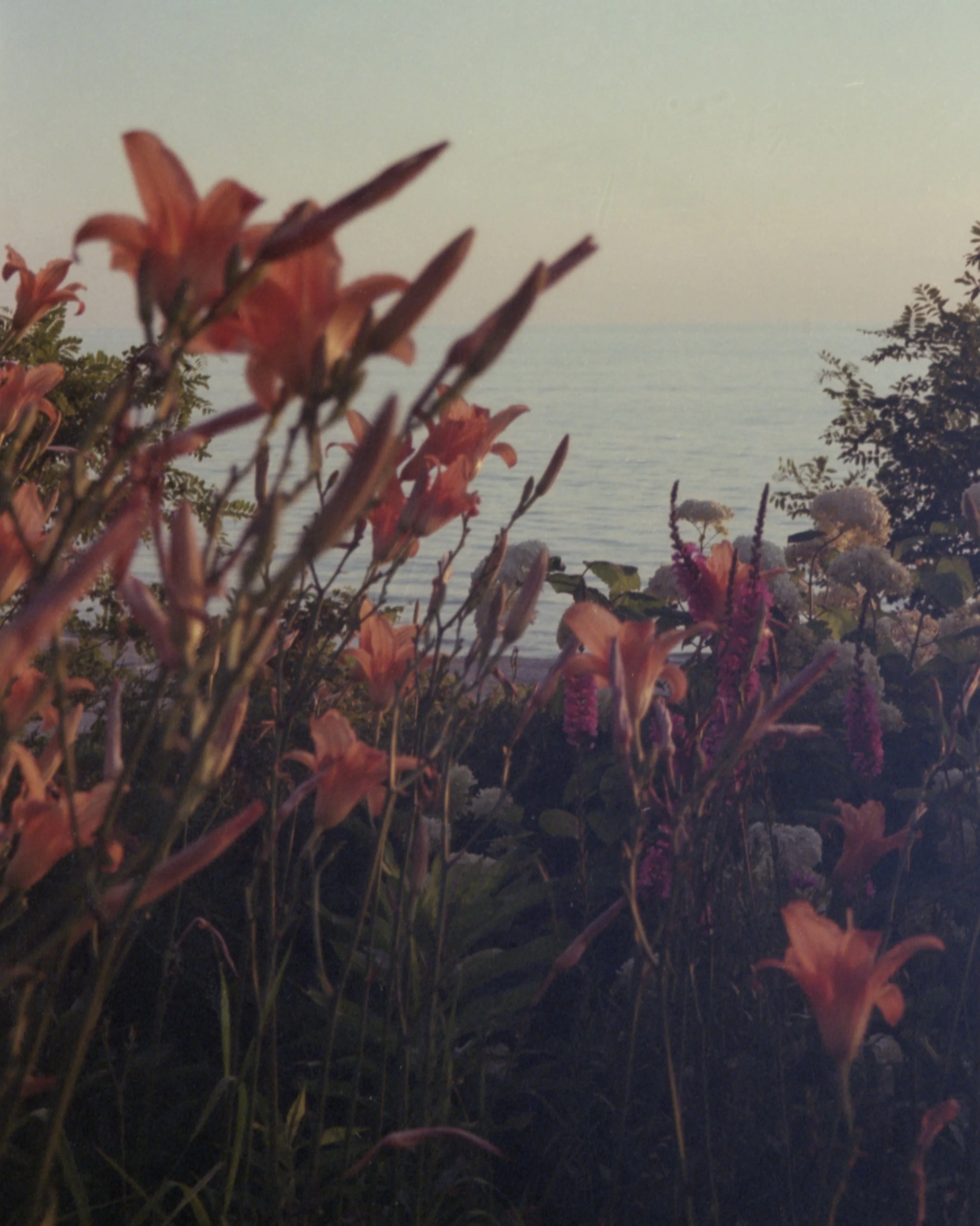 Flowers in the foreground with the ocean and sky in the background, possibly at sunset or dusk.