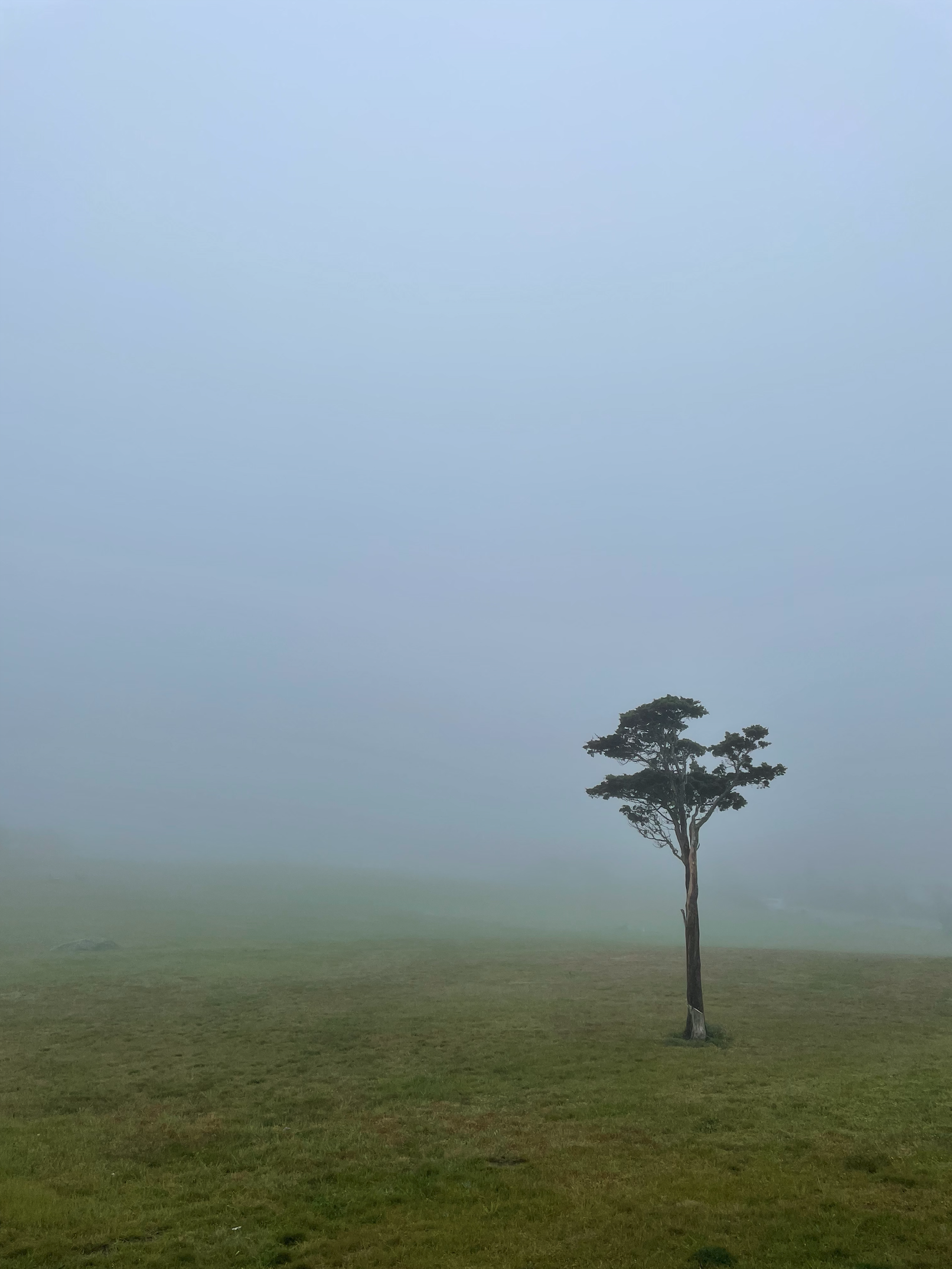 A lone tree standing on a foggy landscape, with a grassy ground and a pale sky.