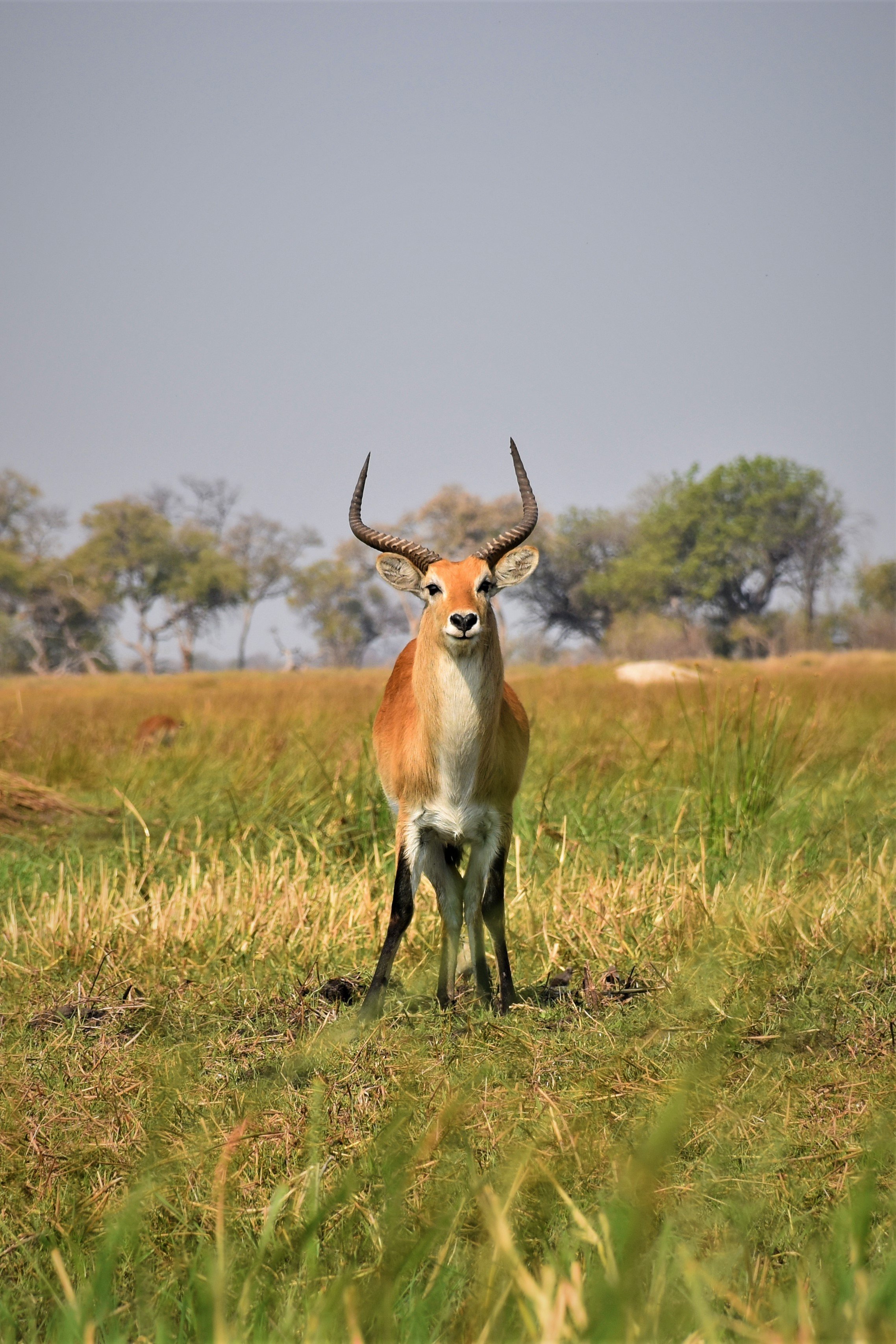 A red lechwe antelope stands alert in a grassy wetland in the Okavango Delta.