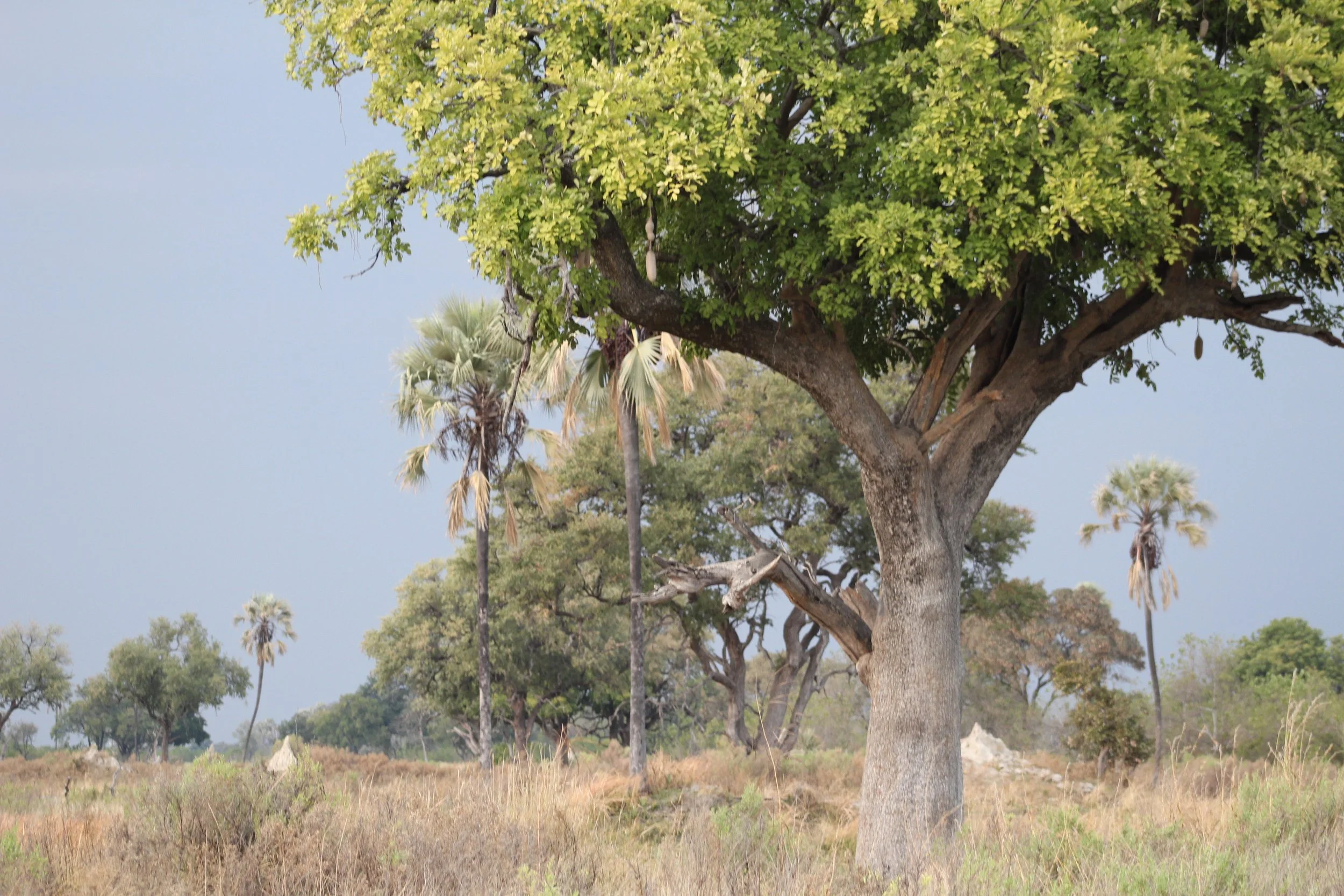 A large sausage tree (Kigelia africana) stands alone in a wide, dry grassy plain under a light sky in the Okavango Delta.