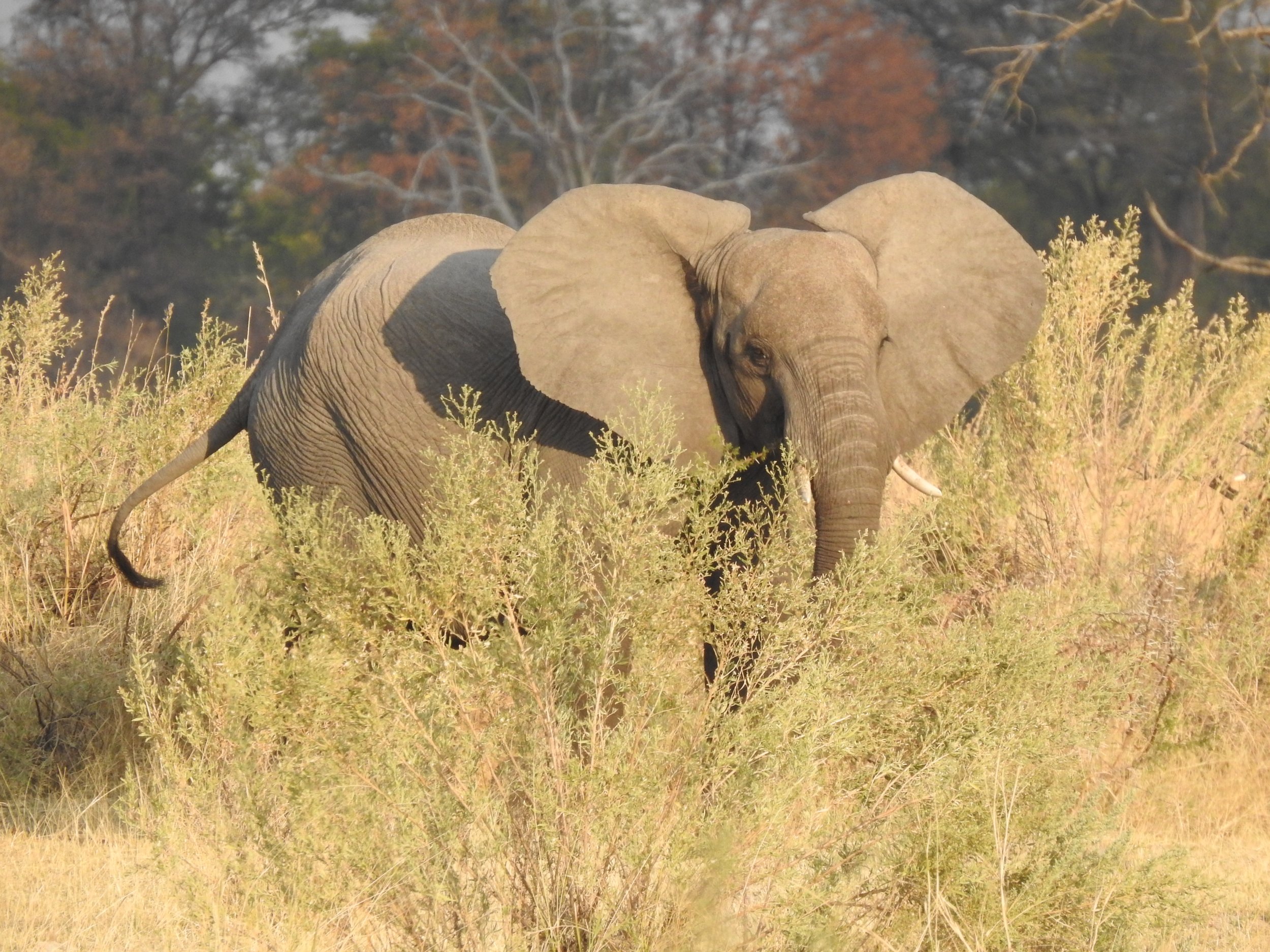 An adolescent elephant flaps its ears behind a wild sage bush in the Okavango Delta.
