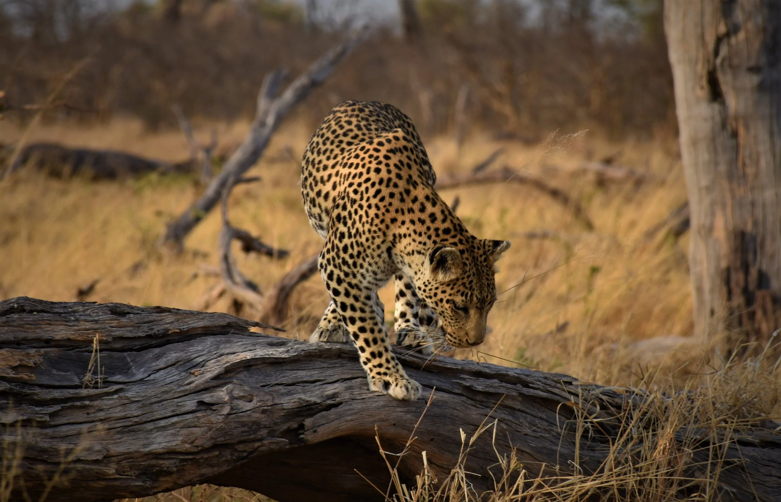 A leopard walks carefully along a large fallen log in a dry forest in the Okavango Delta.