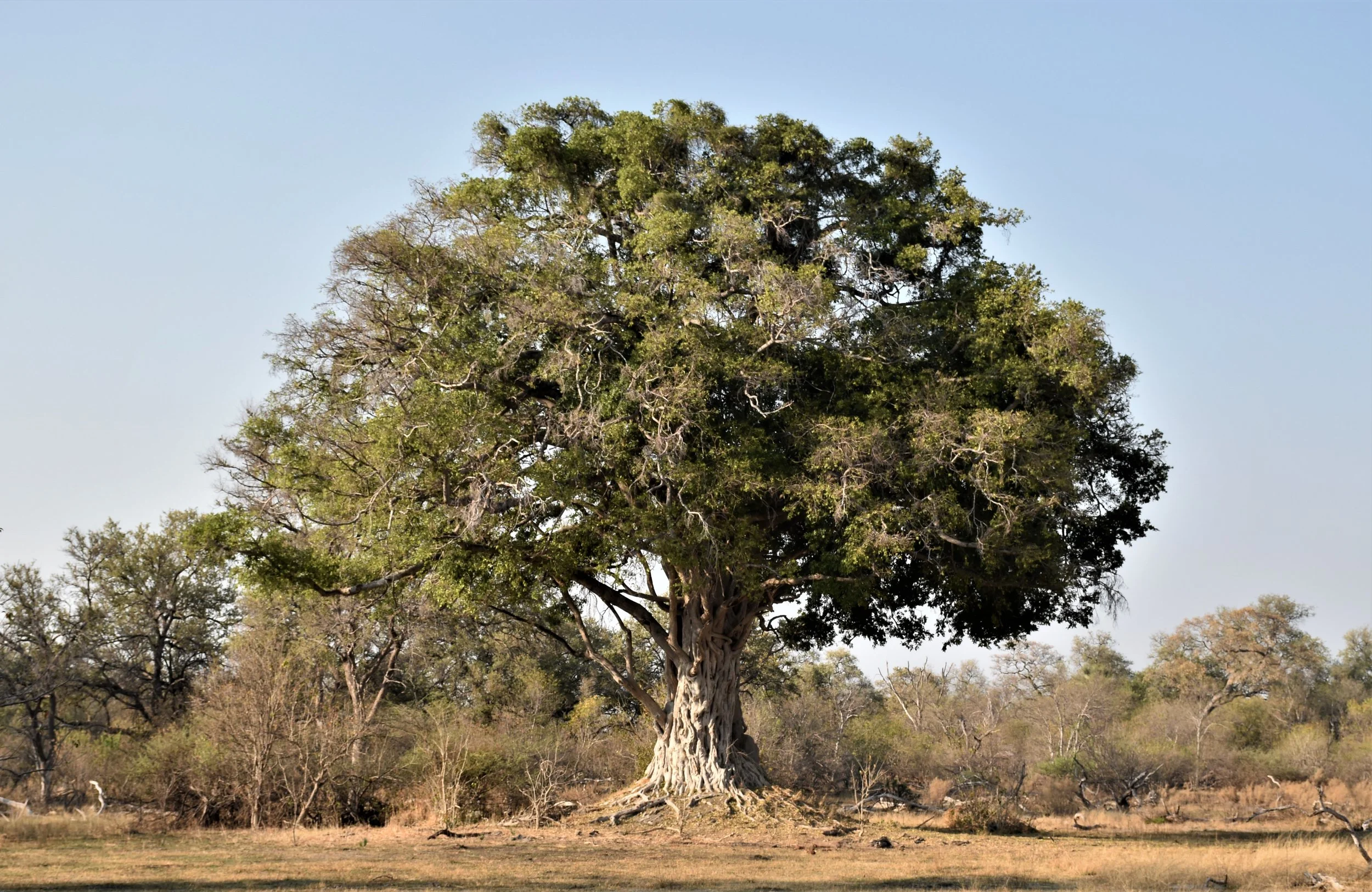A massive, strangler fig tree stands alone in a flat, dry dirt clearing in the Okavango Delta.