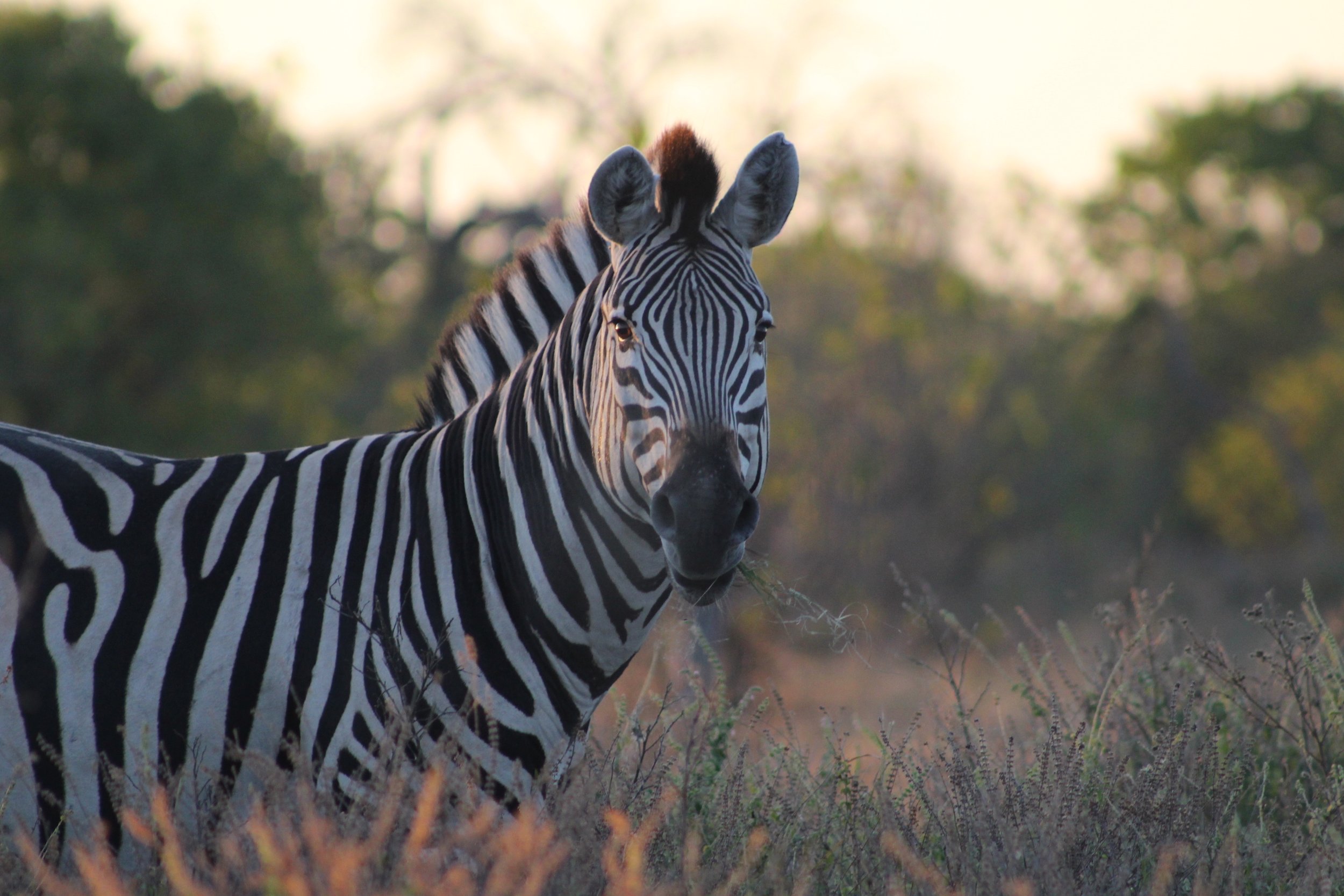 A Burchell's zebra staring straight at the camera in the fading light of day in the Khwai area, Botswana