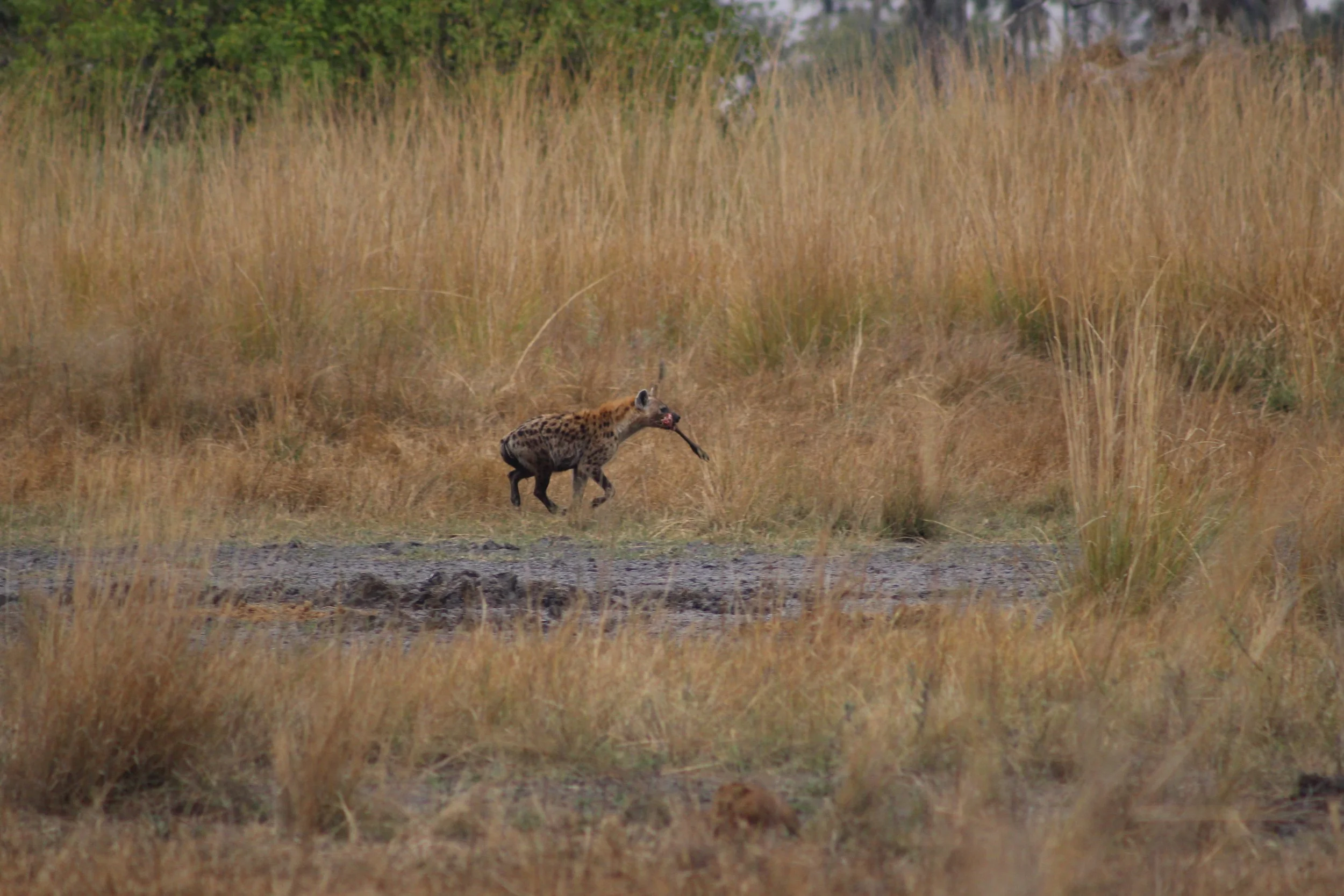 A hyena carrying the leg of wildebeest runs through a dry, open savanna field in the Okavango Delta.