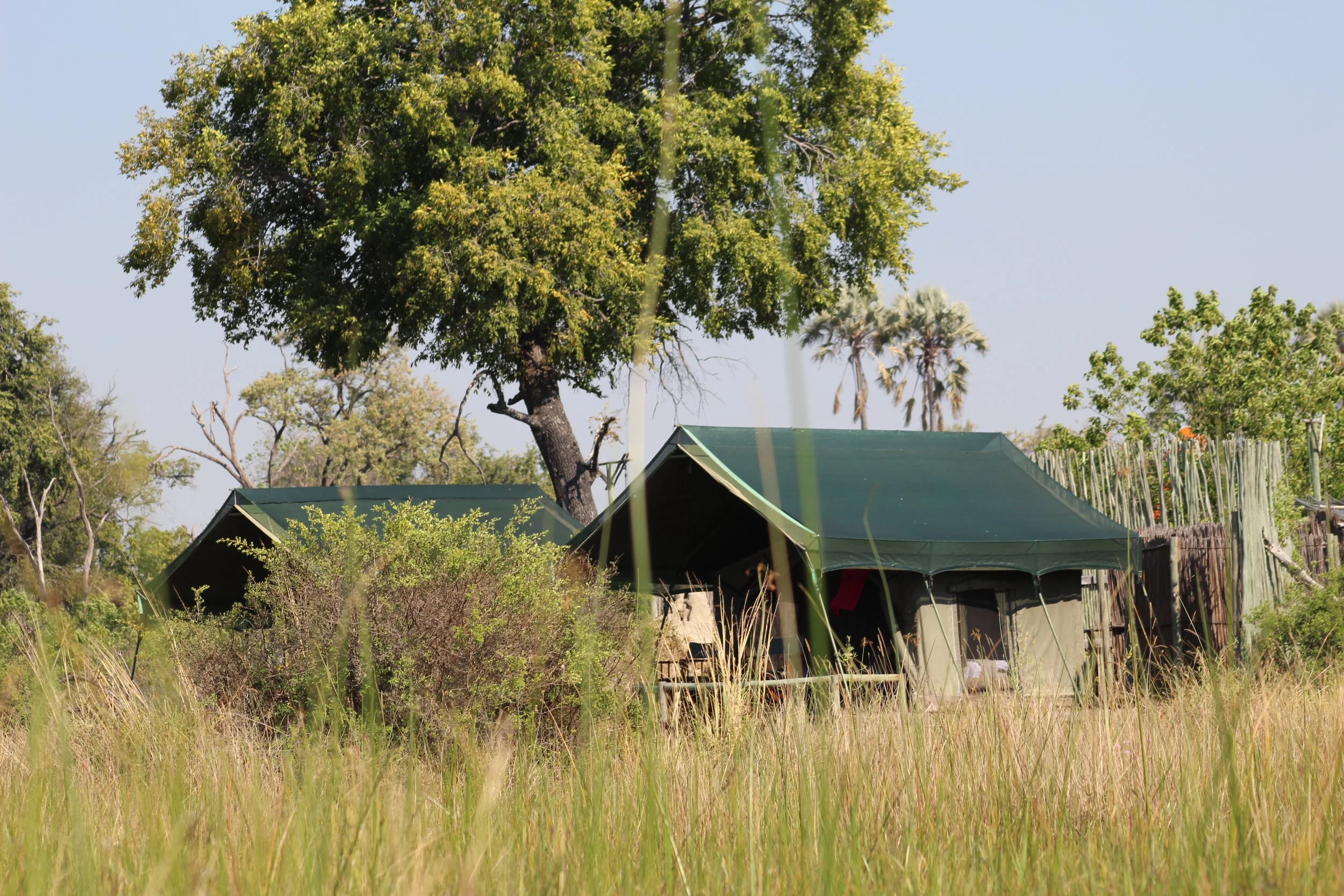 A green safari tent is pitched under trees near a grassy field at a permanent camp in the Okavango Delta.