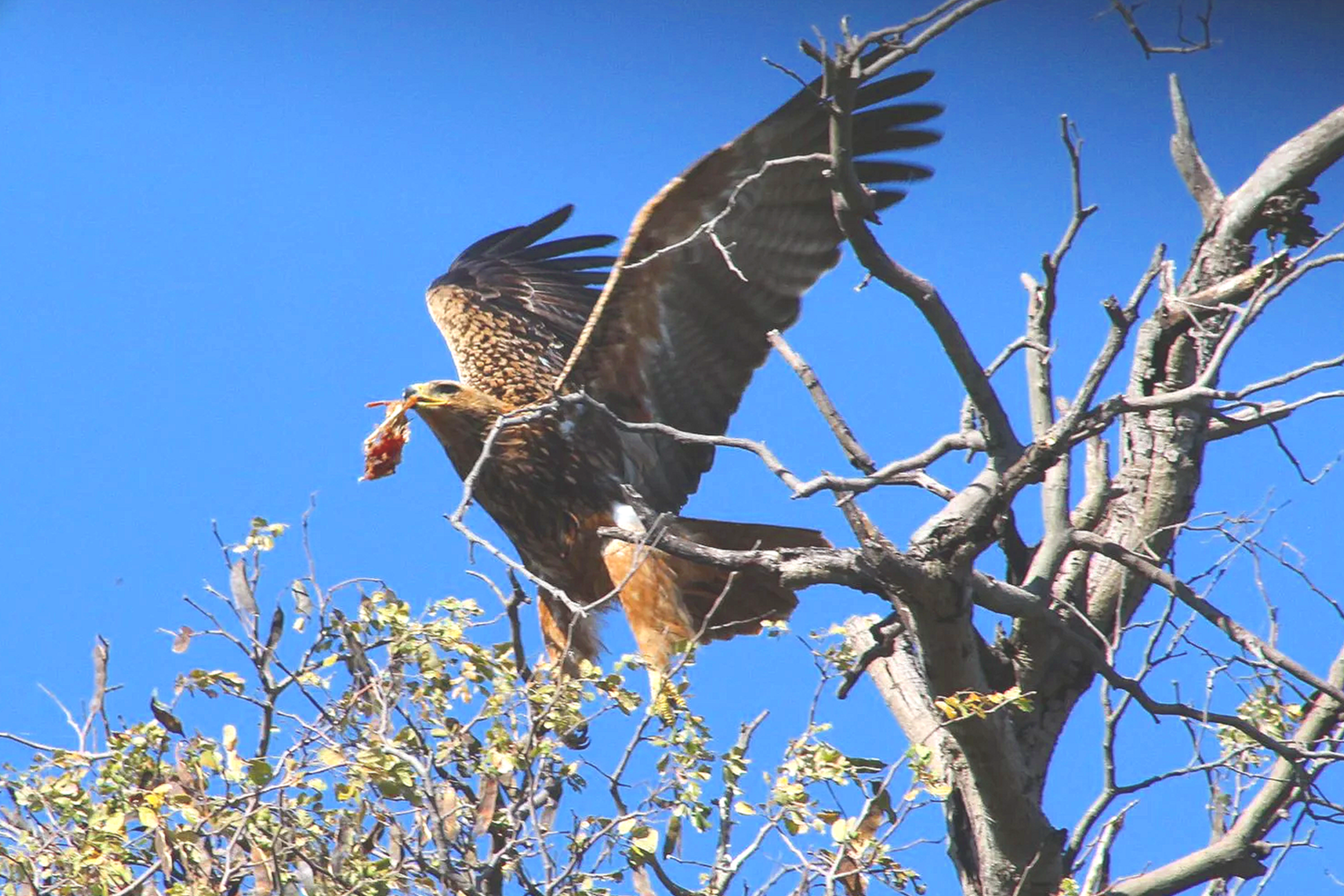 A tawny eagle lands in its nest with some carrion in its beak, on a thorny branch in the Okavango Delta.