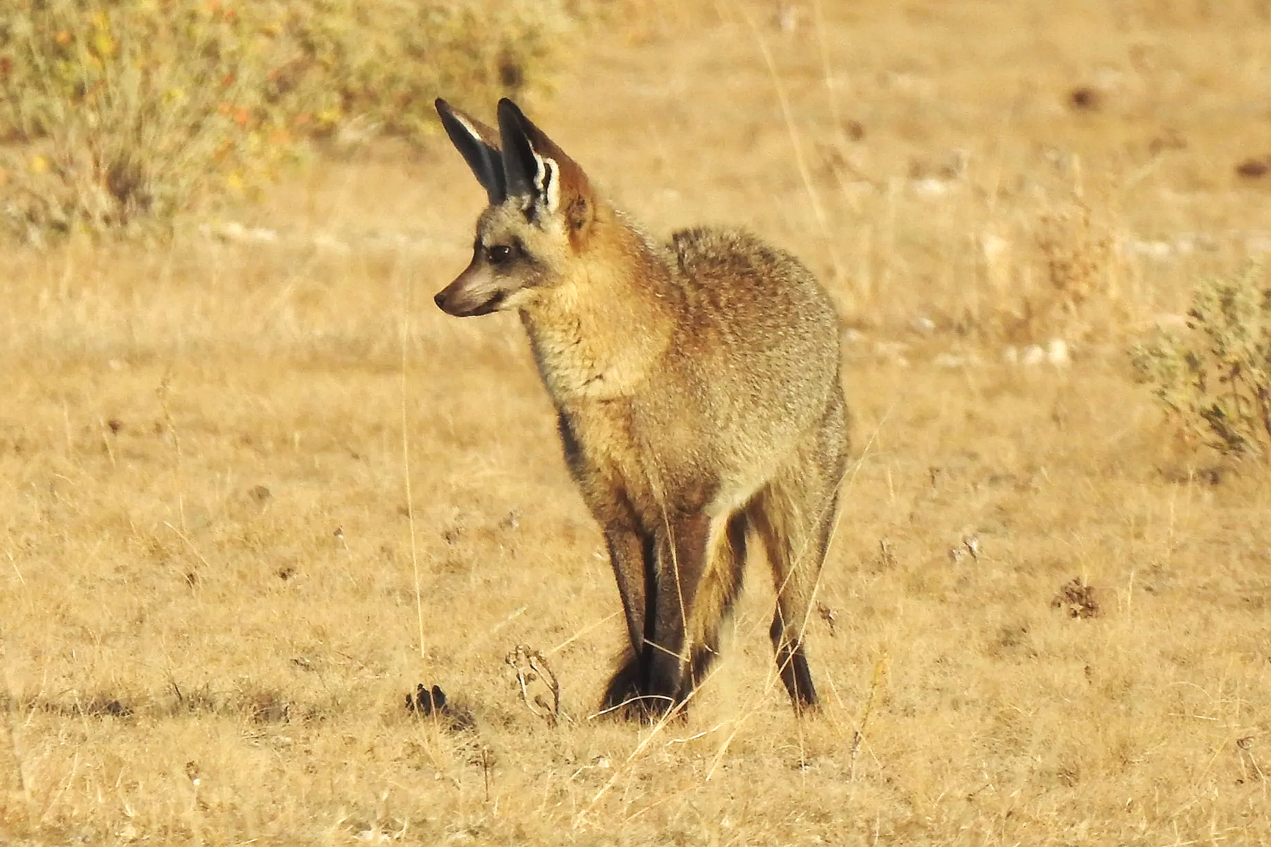 A bat-eared fox stands alert in a dry, sandy savanna clearing in the Kalahari Desert.