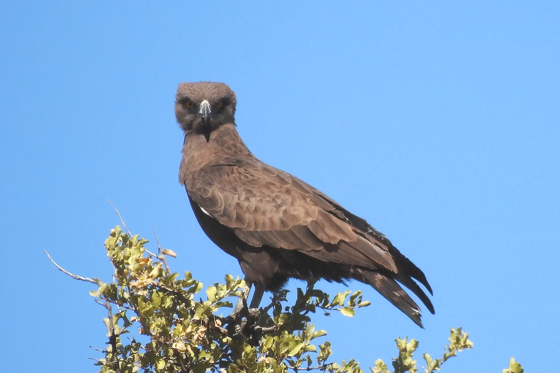 A brown snake eagle perches on a leafy green bush against a solid blue sky in the Okavango Delta.