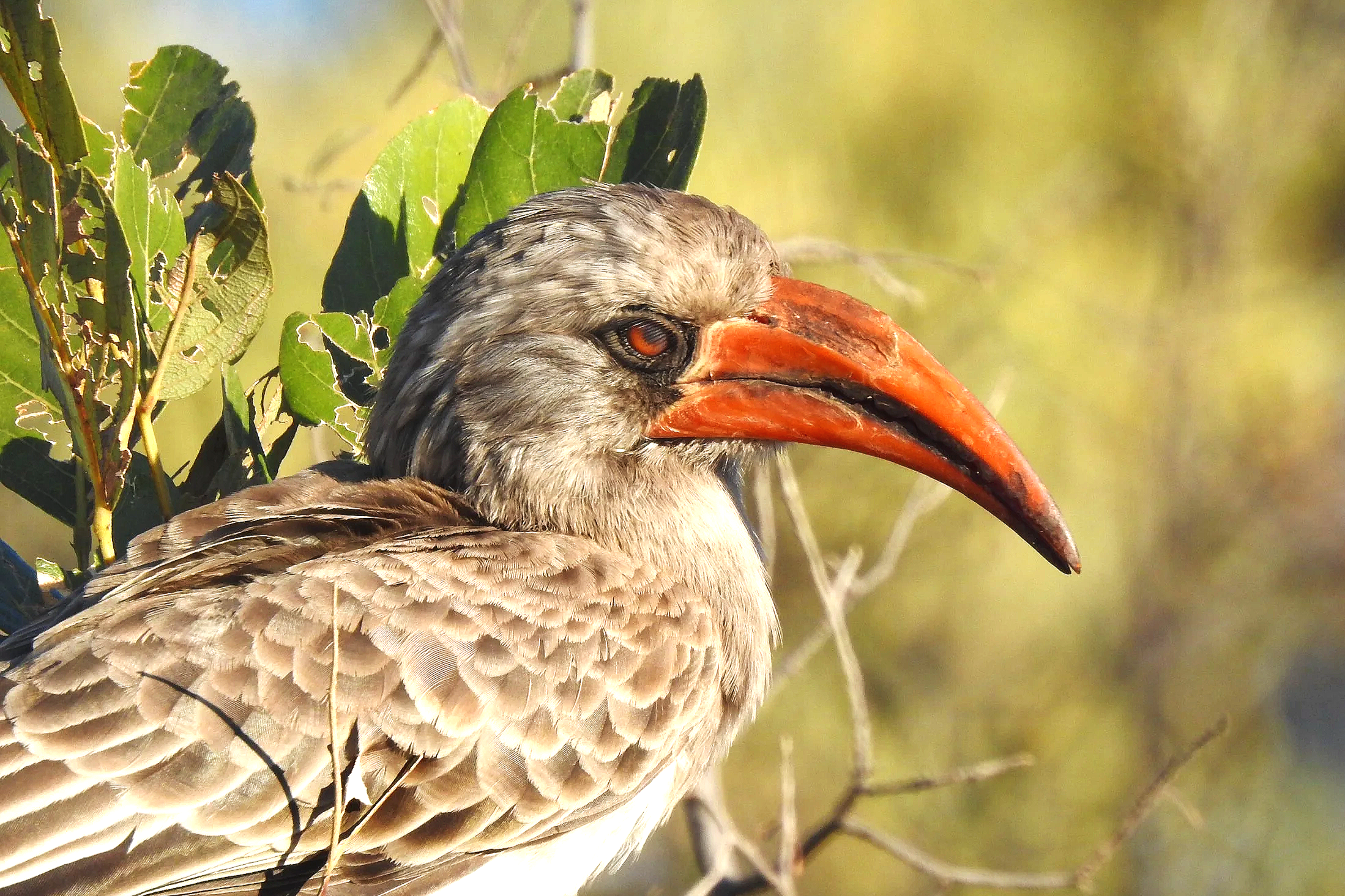 A close-up view of a southern red-billed hornbill showing its prominent curved red beak in the Okavango Delta.