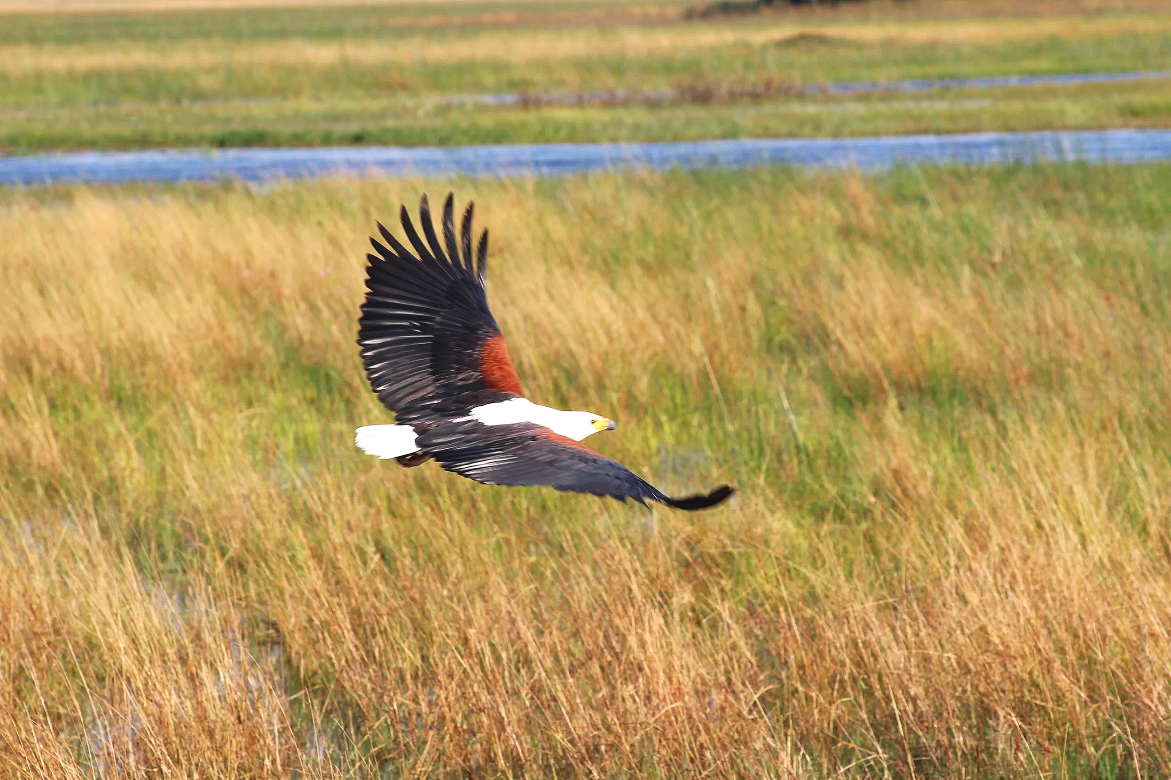 An African fish eagle flies low over a wet landscape in the Okavango Delta.
