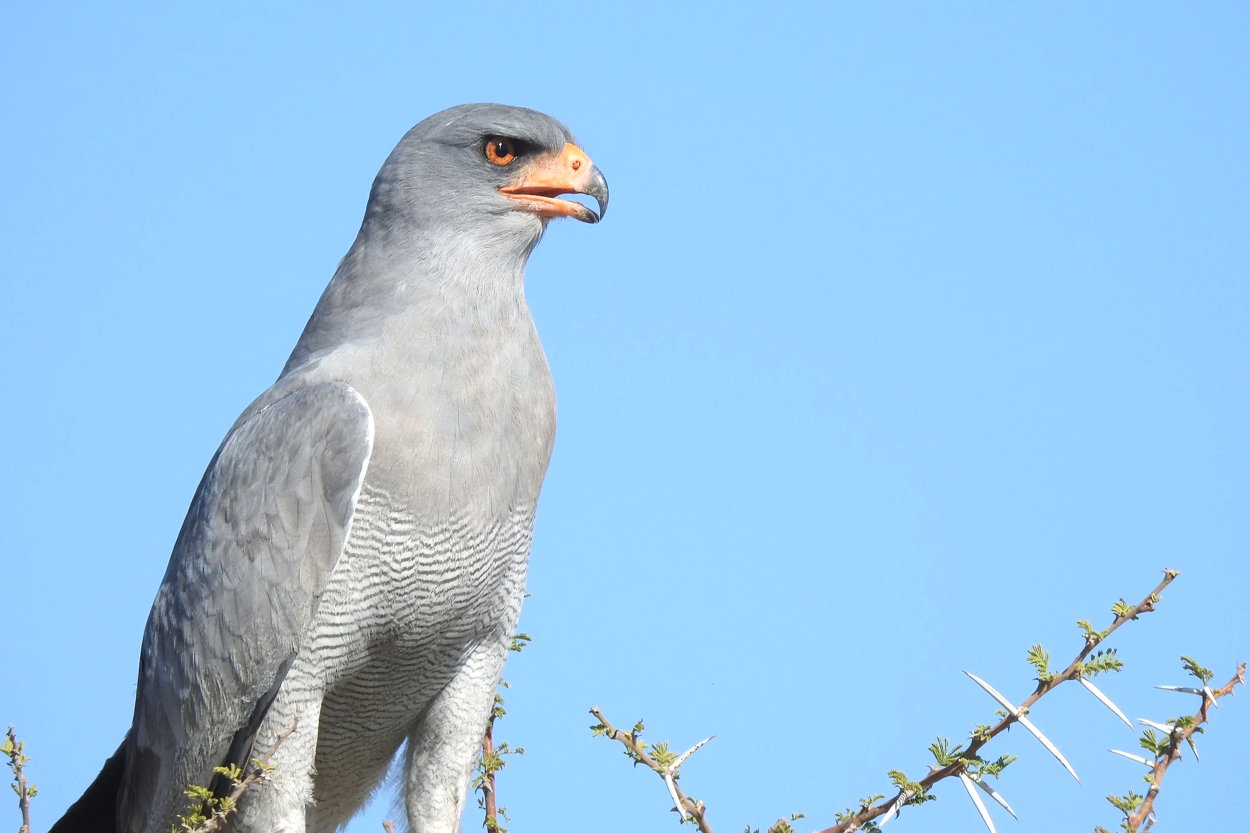 A close-up profile view of a pale chanting goshawk perched against a clear blue sky in the Kalahari Desert, Botswana.