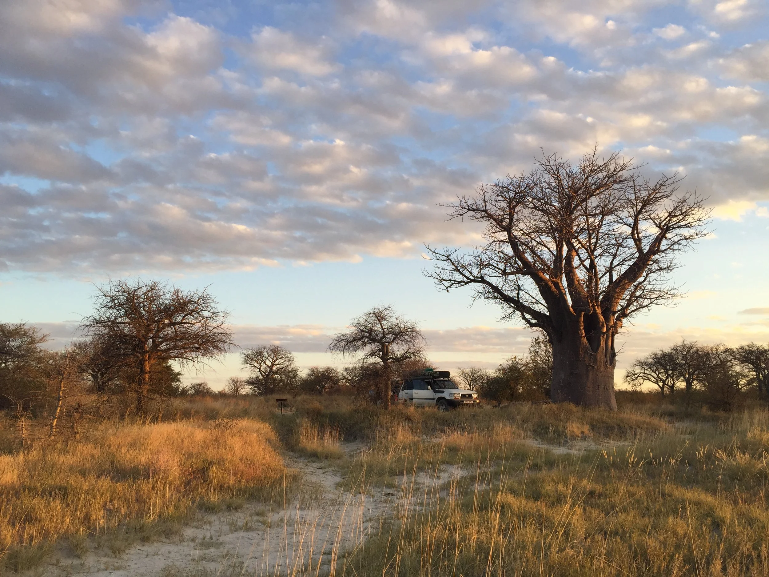 A massive, ancient baobab tree stands beside an 80 series Land Cruiser, under a cloudy blue sky in the Makgadikgadi Salt Pans.