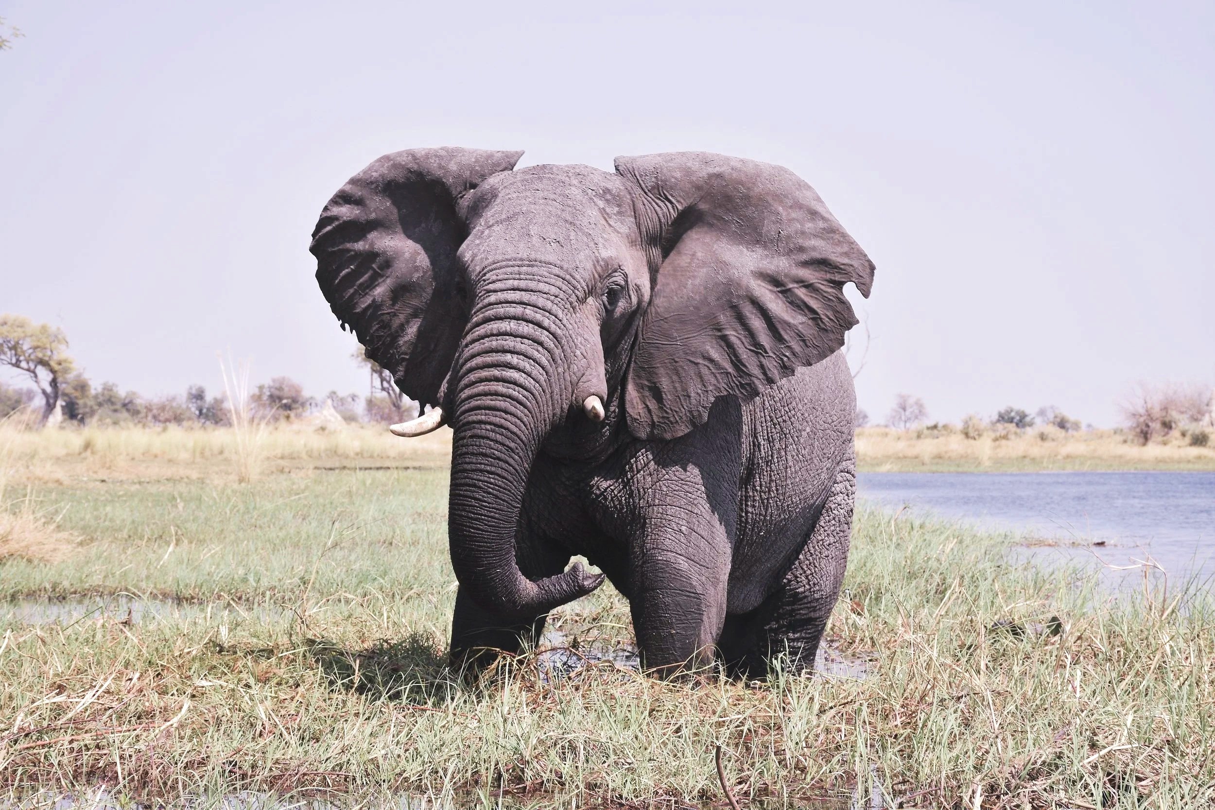 A large elephant displays its size, wading through Pampas grass in the Okavango Delta.
