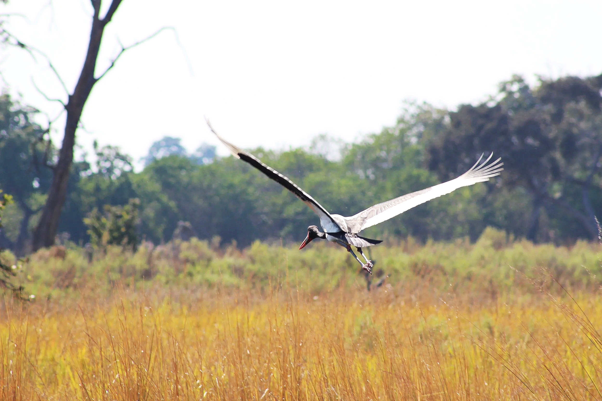 Saddle-billed stork flies low over a wetland in the Okavango Delta.