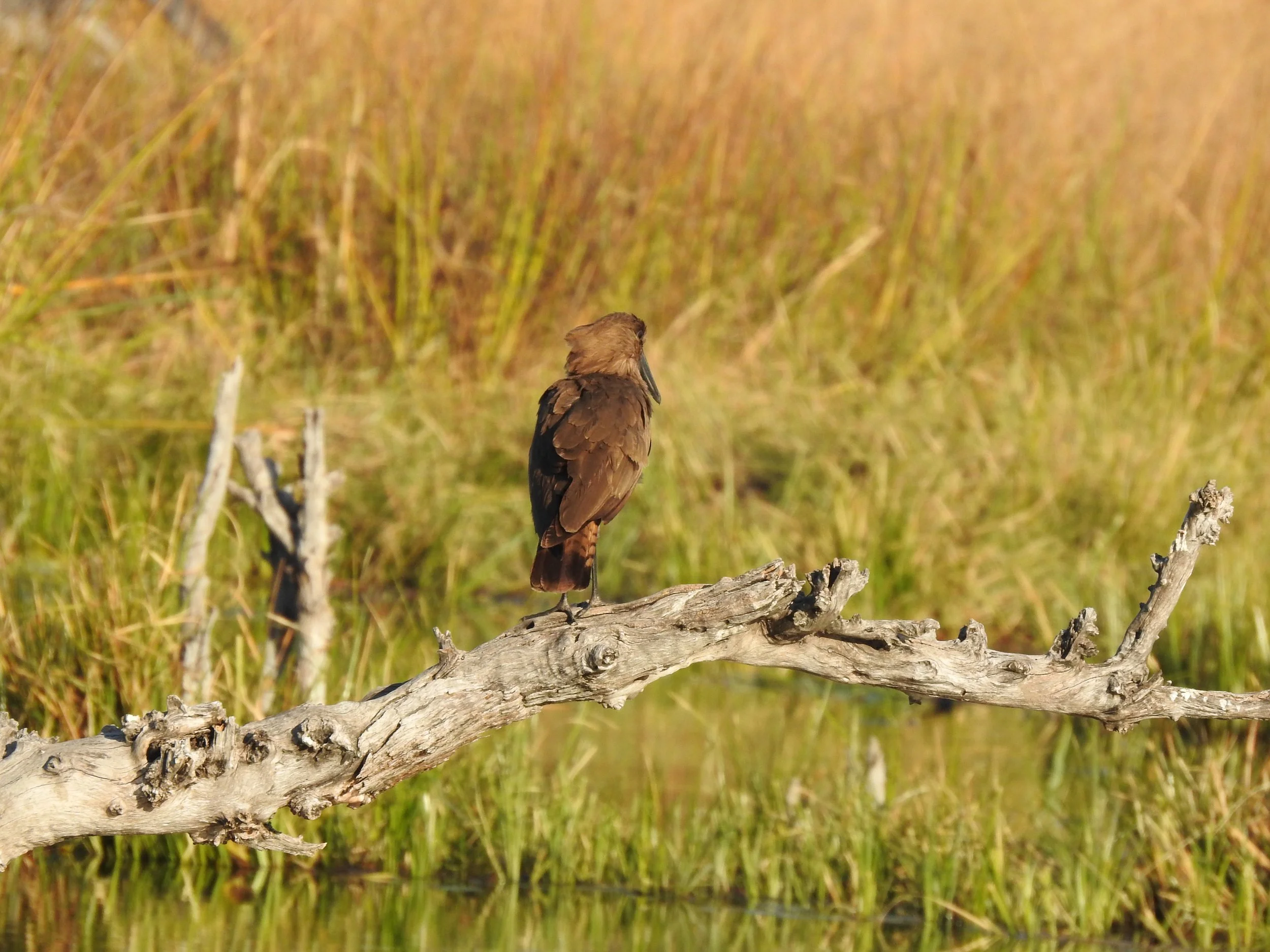 A hamerkop bird (Scopus umbretta) stands perched on a dead branch over water in a grassy marsh in the Okavango Delta.
