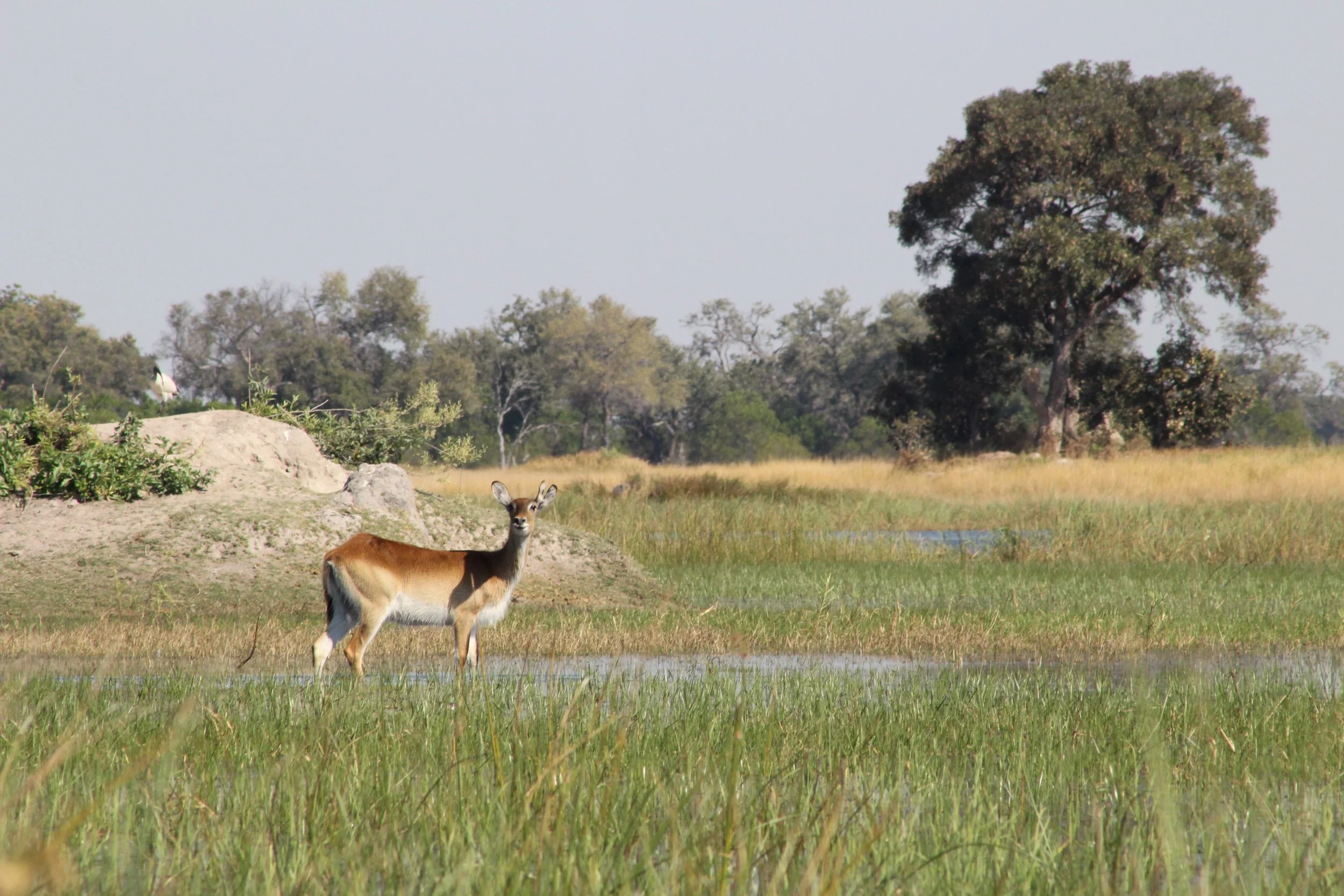 A single red lechwe female stands alert in a green wetland plain near a line of trees in the Okavango Delta.