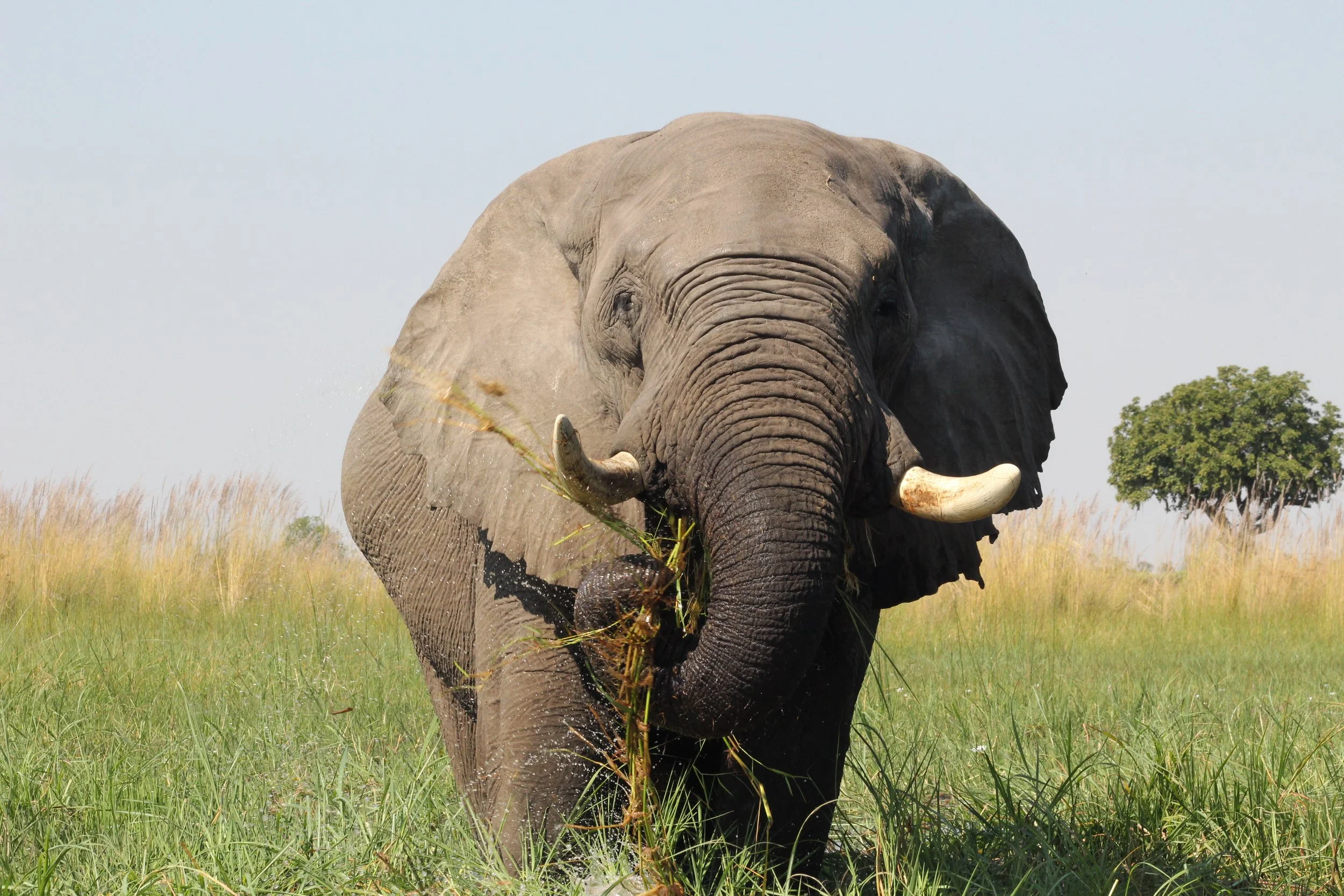 A close-up view of a large elephant bull grazing on short grass in a green plain in the Okavango Delta.