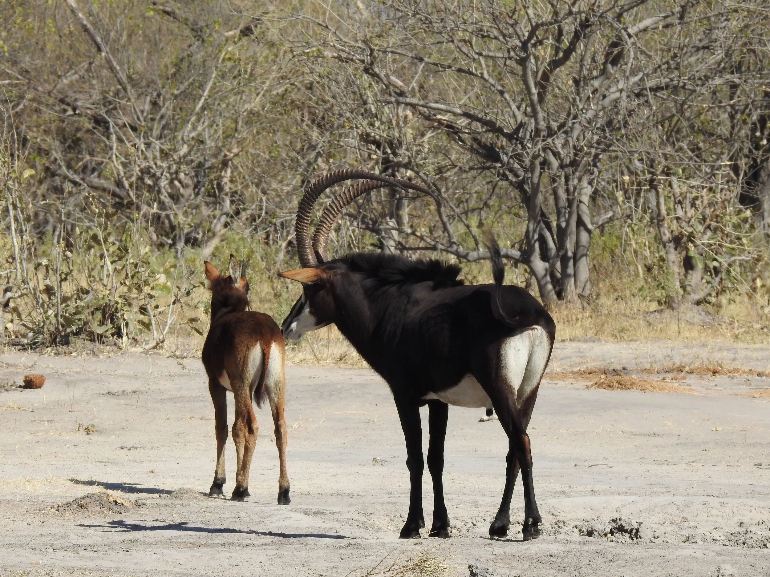 A large dark sable antelope with long curved horns stands next to its calf in a dry clearing in the Okavango Delta.