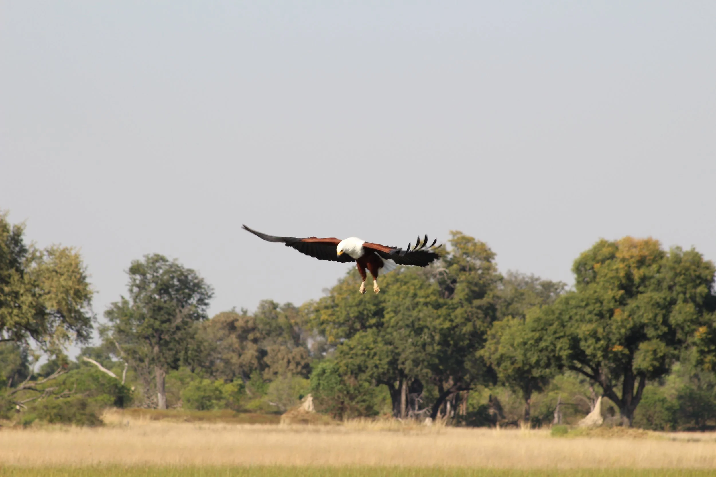 An African fish eagle glides low through the air over an open plain with trees in the background in the Okavango Delta.
