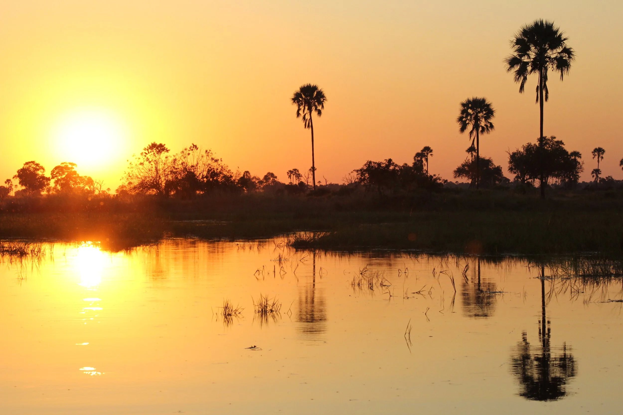 A bright yellow sunrise illuminates tall palm trees reflecting in a tranquil lagoon in the Okavango Delta.