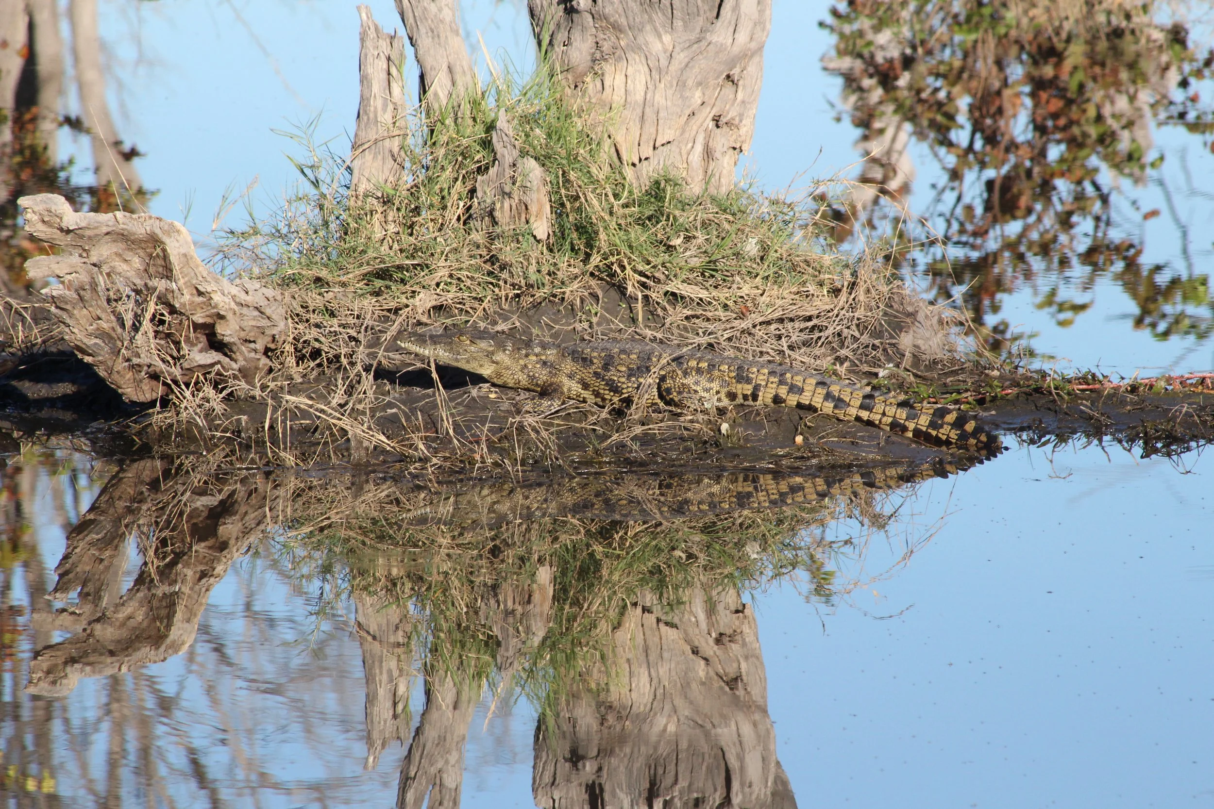 A baby crocodile is camouflaged among the dark root system of a fallen tree at the edge of a calm water hole in the Okavango Delta.