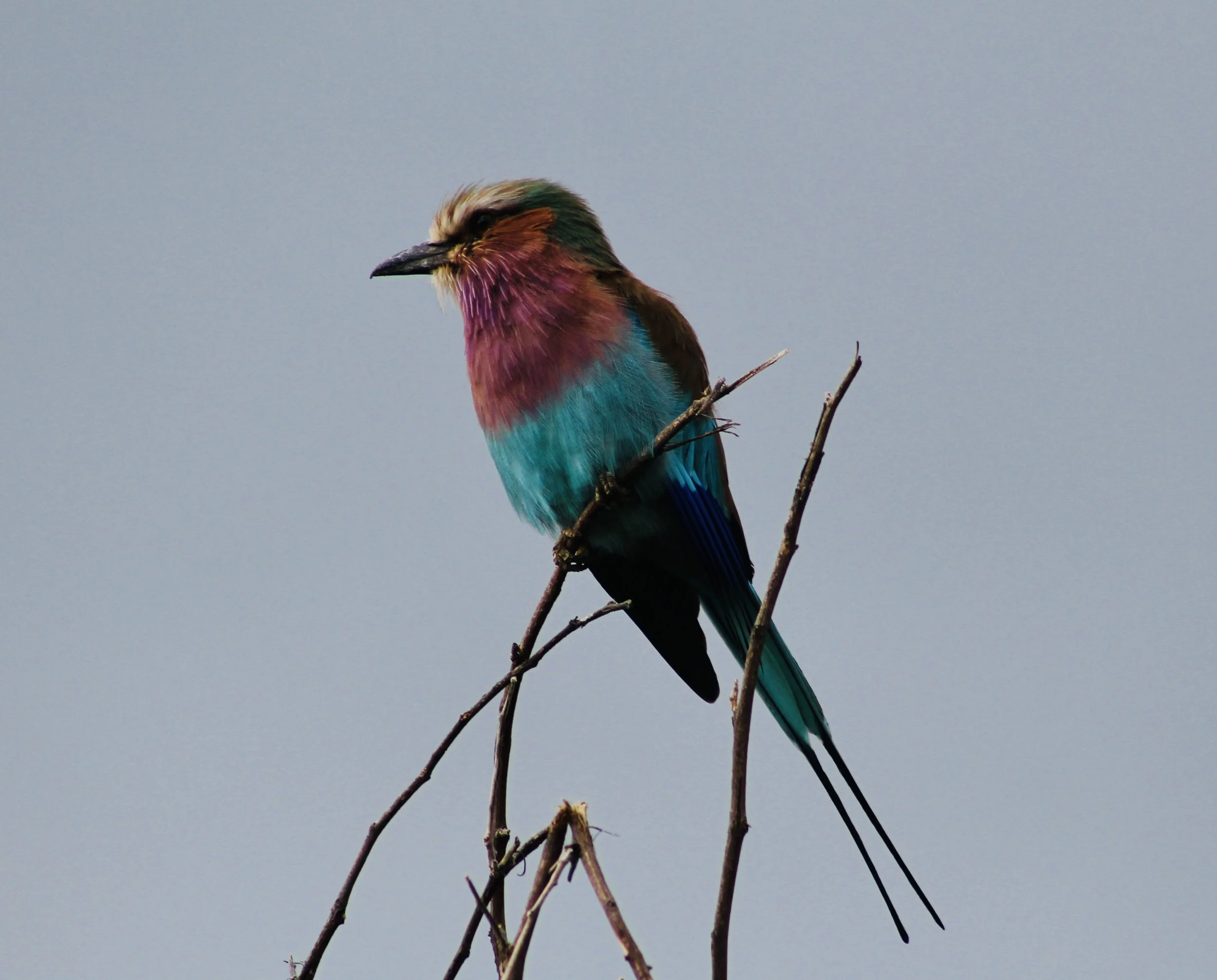 A colorful lilac-breasted roller bird sits perched on a bare branch against a clear sky in the Okavango Delta.