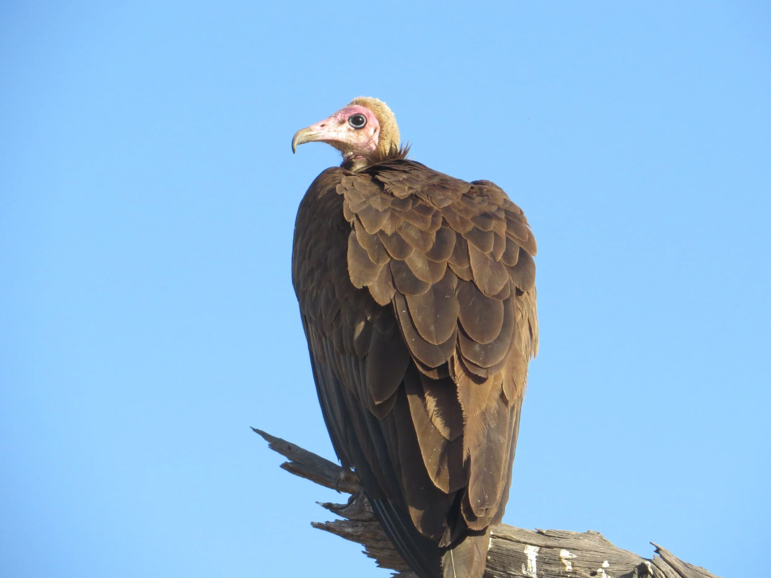 A large hooded vulture sits perched on a tree stump against a clear blue sky in the Okavango Delta.