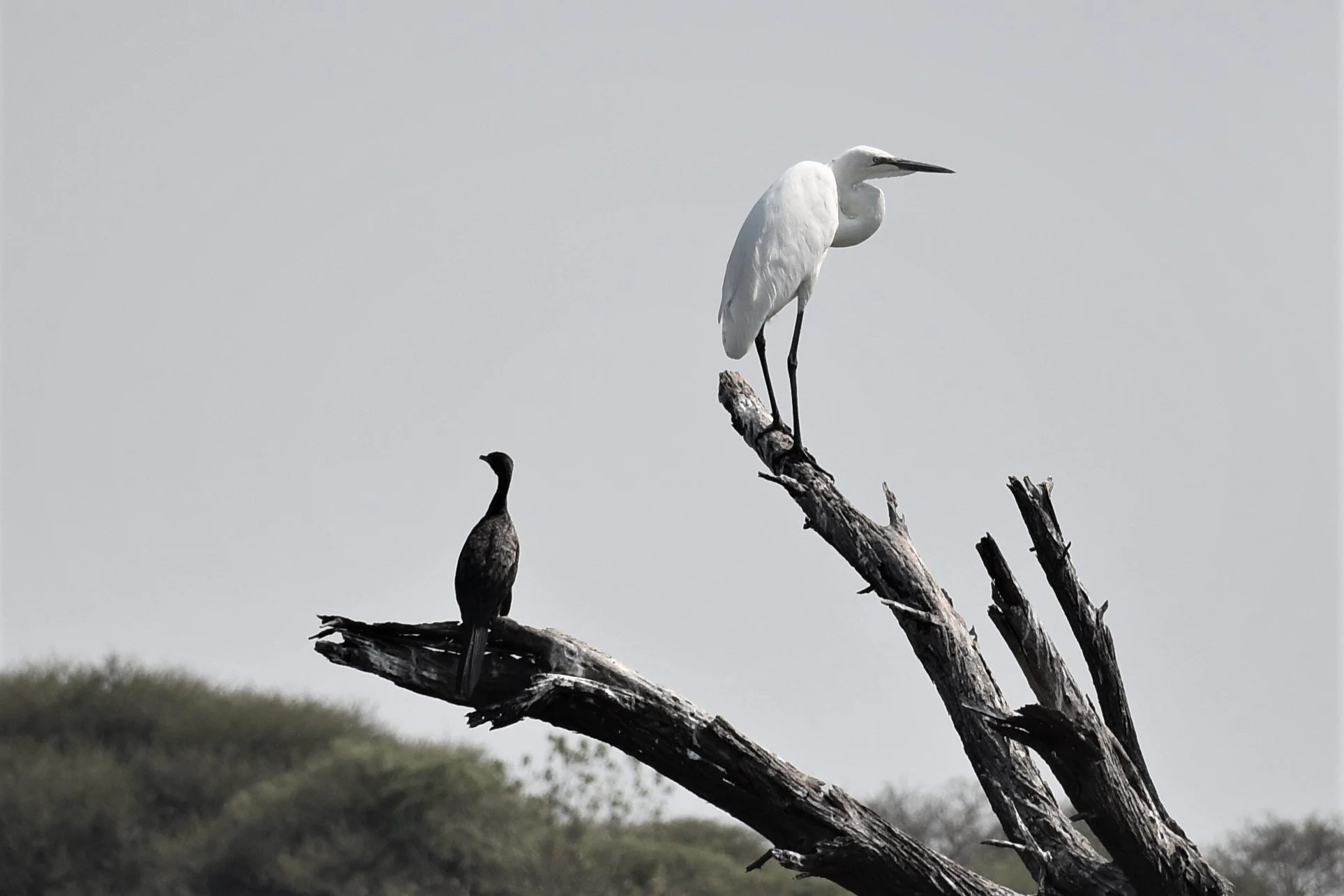 A black and white photo of a white egret and a cormorant perched on dead branches in the Okavango Delta.