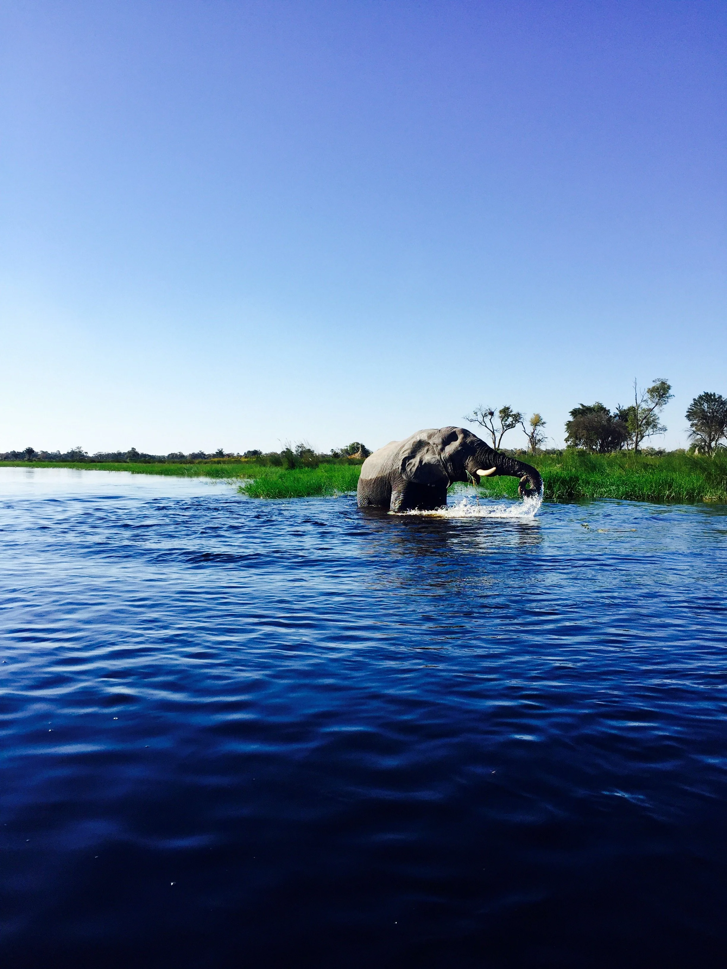 A large elephant swims through deep blue water in the Okavango Delta with its trunk and head visible above the surface.