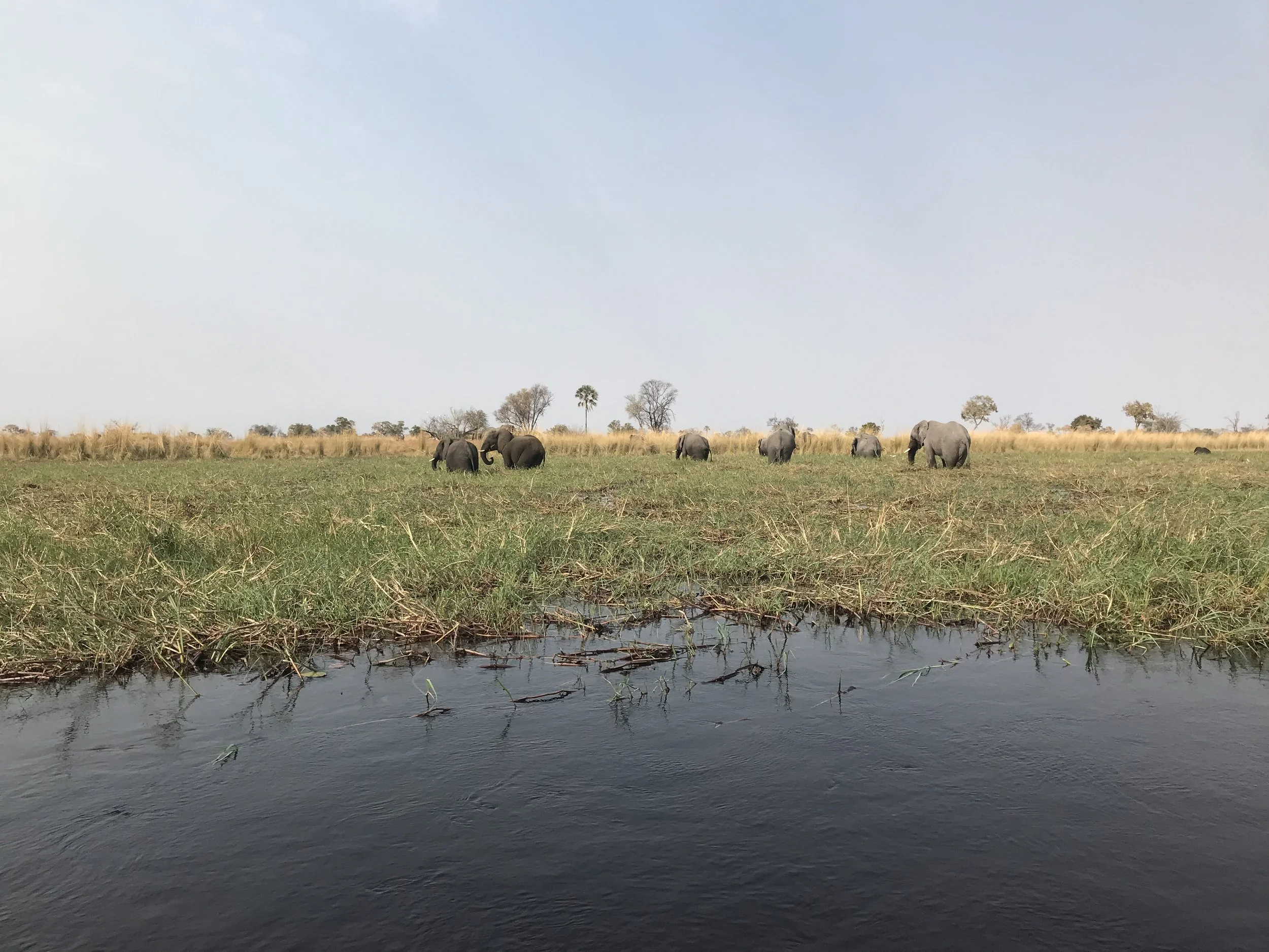 A herd of elephants grazes in a wide, open wetland marsh in the Okavango Delta under an overcast sky.