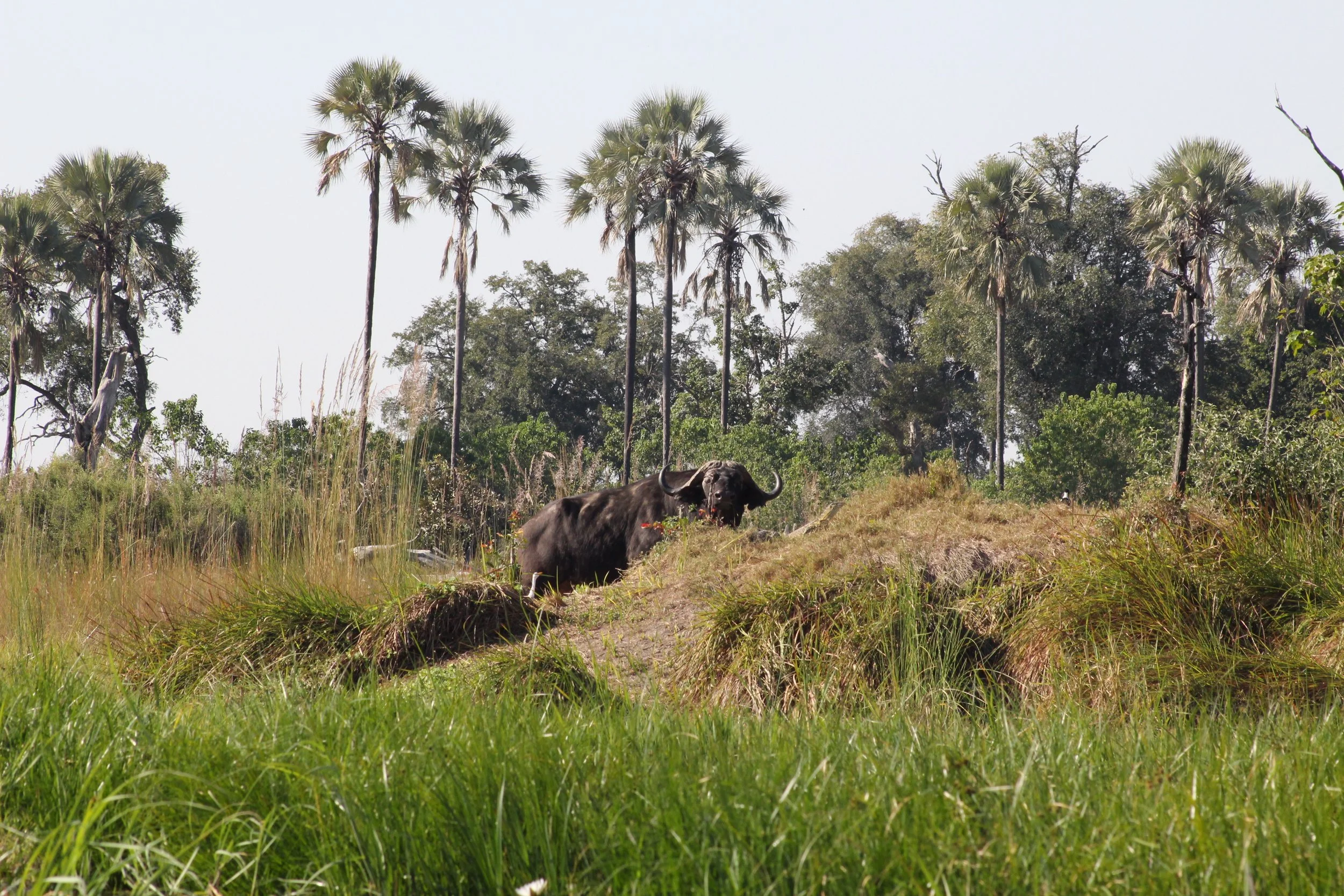 A Cape buffalo stares at the camera in a lush green swamp beneath distant palm trees in the Okavango Delta.