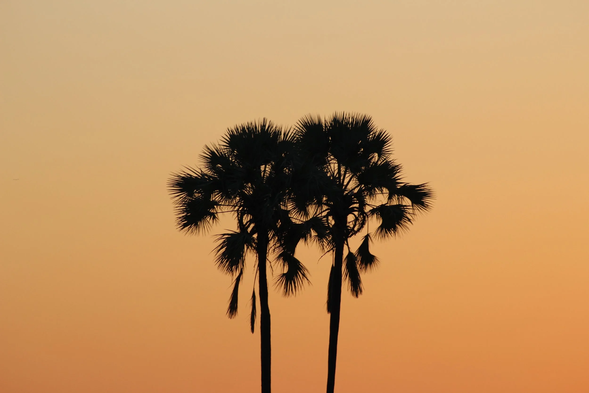 Two tall mokolwane (real fan) palm trees stand silhouetted against a solid warm orange sunset sky in the Okavango Delta.