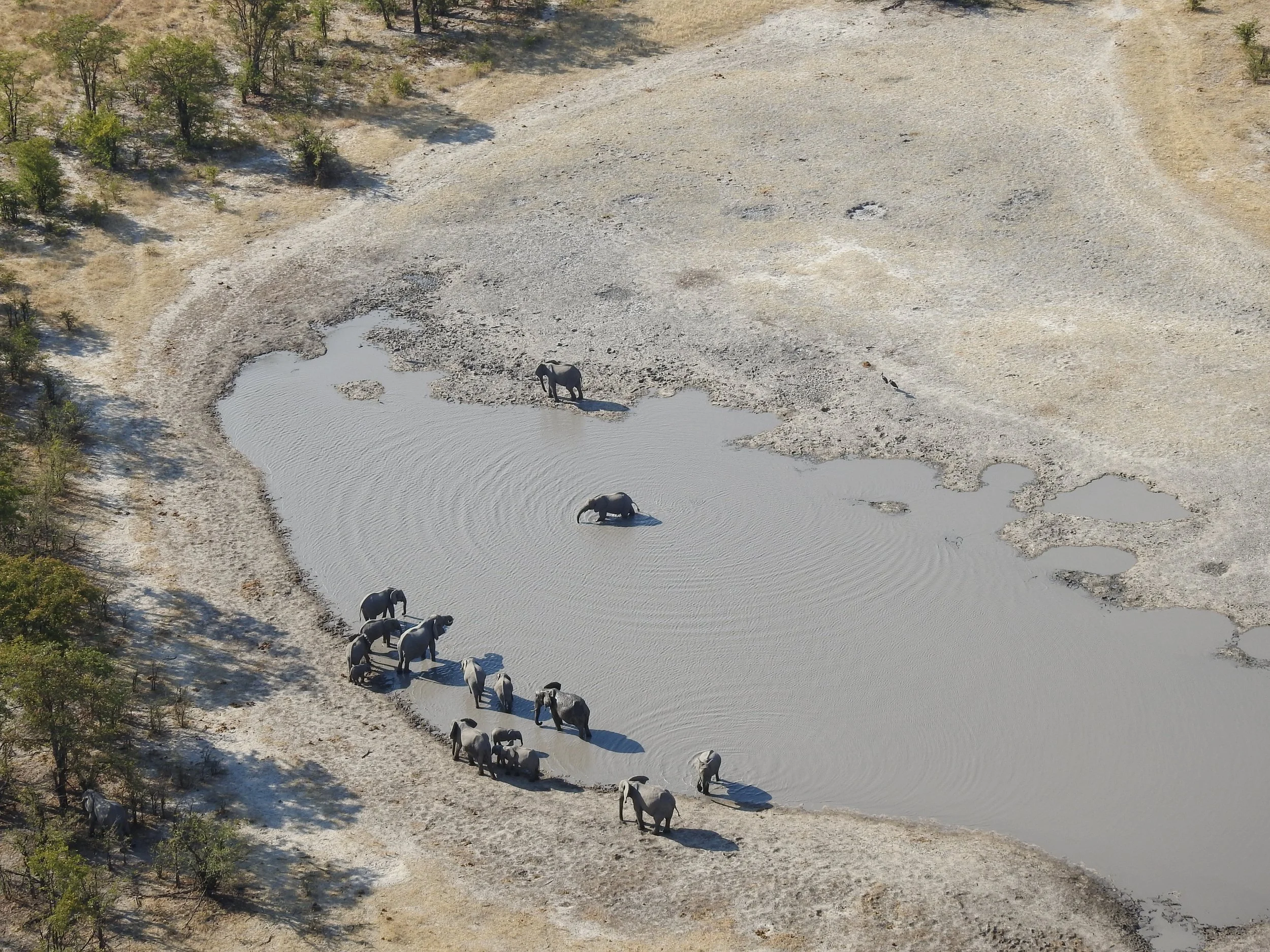 Aerial view of a drying muddy waterhole with a herd of drinking elephants, surrounded by animal tracks in a gray Okavango Delta landscape.