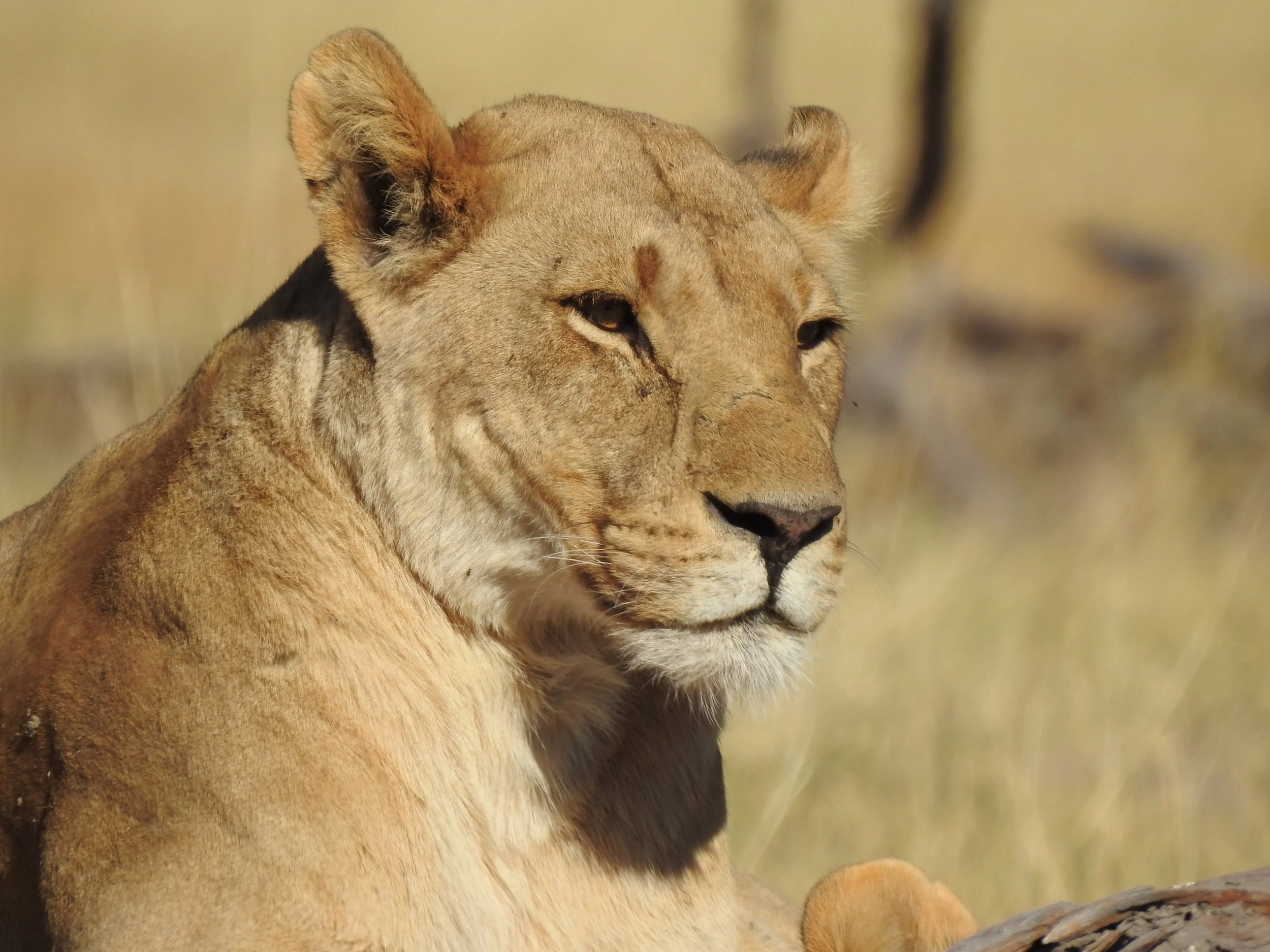 A close-up portrait of a lioness looking alertly into the distance in the Okavango Delta.