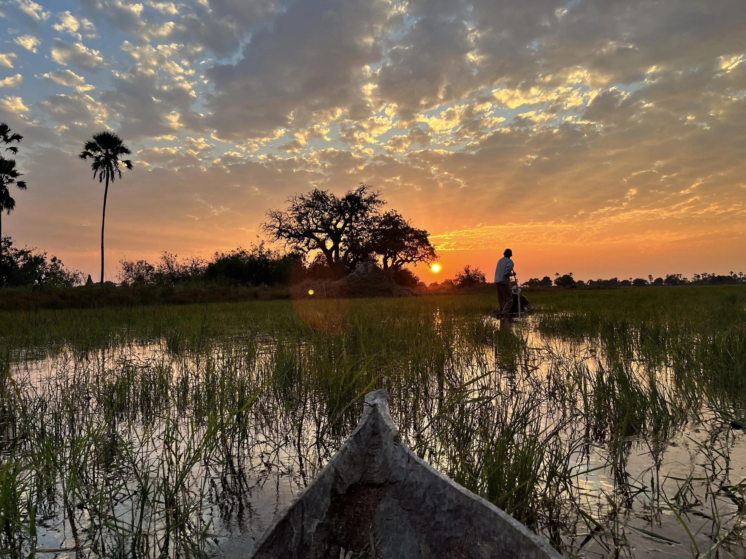 Silhouetted mokoro and palm trees frame a spectacular orange and yellow sunset view across a grassy wetland in the Okavango Delta.