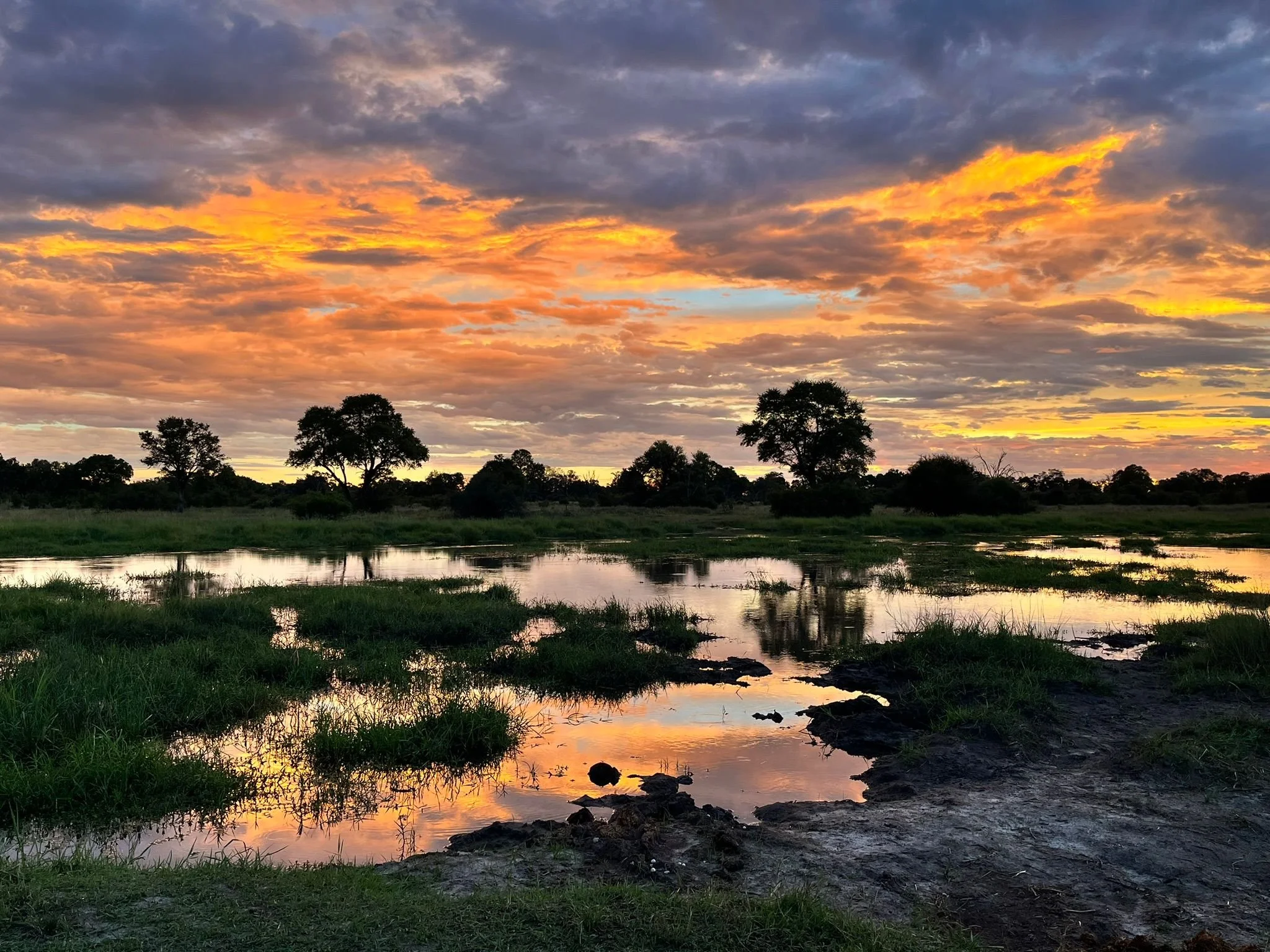 Silhouetted trees stand against a vibrant sunset sky filled with orange and yellow clouds reflecting on the Khwai River, Botswana.