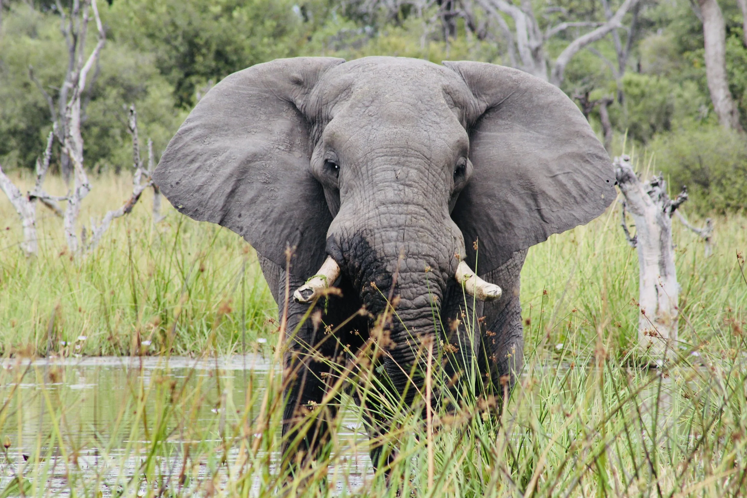 A large elephant stands in tall green grass facing the camera in the Okavango Delta.