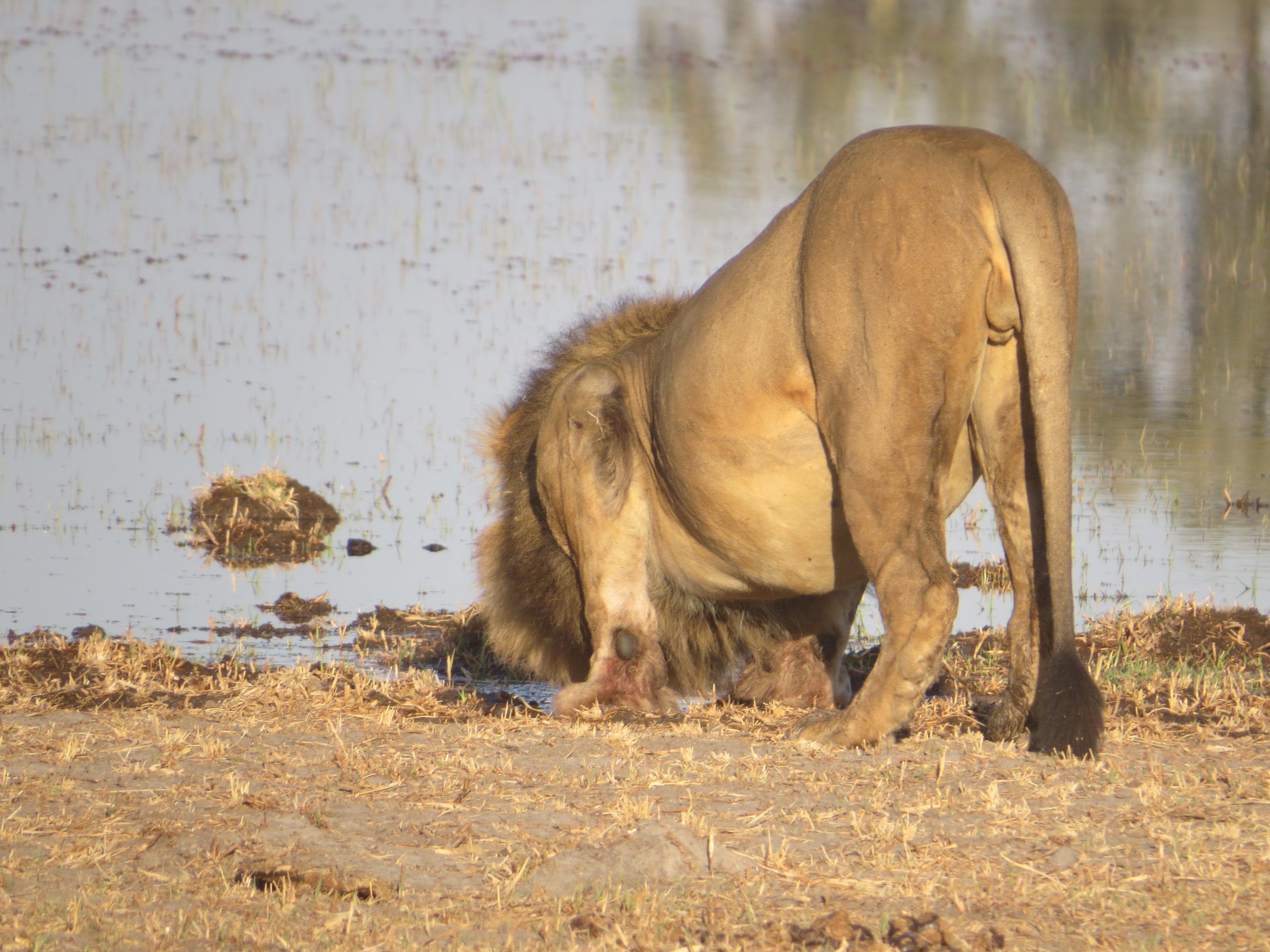 A male lion drinks water from a lagoon in a dry, sandy area in the Okavango Delta.