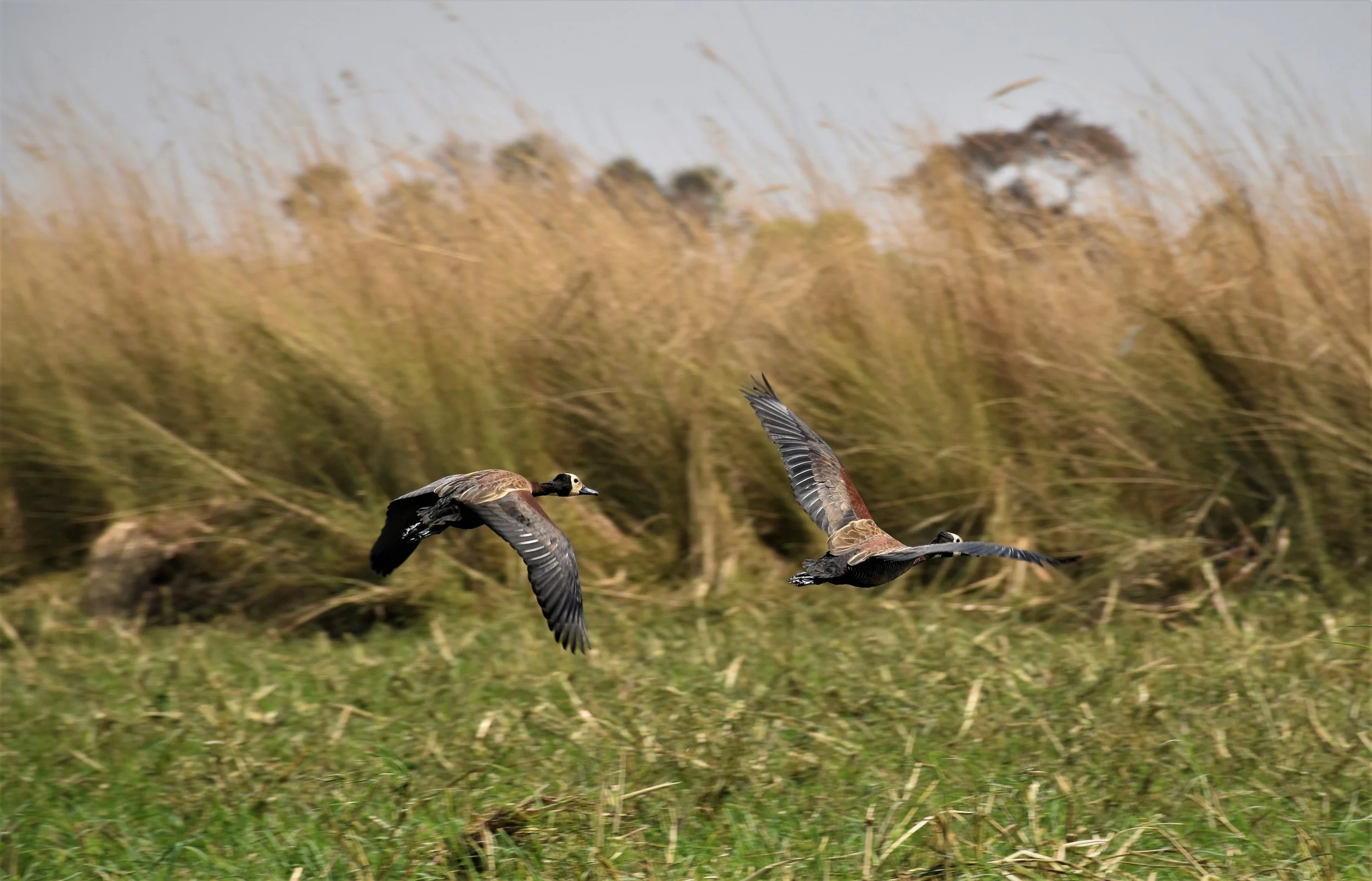 Two white-faced whistling ducks fly low over a channel in the Okavango Delta, Botswana.